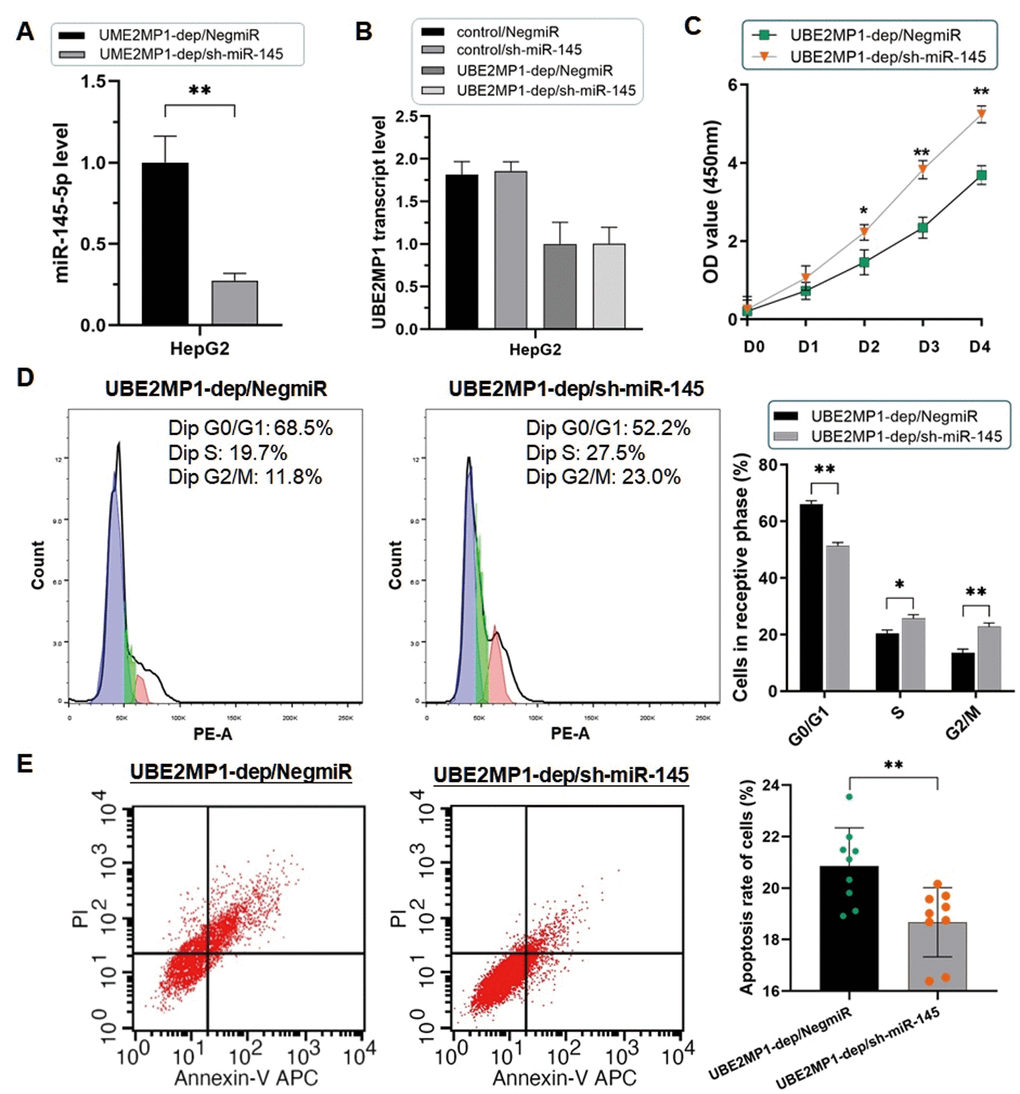 Depletion of miR-145-5p rescued the phenotype induced by UBE2MP1 depletion. (A) The RT-qPCR assay validated the effect of knocking out miR-145-5p in HepG2 cells (**PB) No significant change was induced on the UBE2MP1 transcript by miR-145-5p depleting. (C) The suppressed cell proliferation was significantly recovered by depleting miR-145-5p (*PPD) The arrested cell cycle induced by UBE2MP1 depletion in HepG2 cells was reversed when miR-145-5p was depleted (*PPE) The number of apoptotic cells was decreased in HepG2 cells with UBE2MP1 depletion when RGS3 was elevated (**P