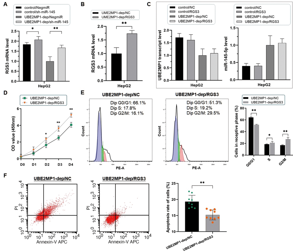 Re-introducing RGS3 rescued the phenotype induced by UBE2MP1 depletion. (A) Depletion of miR-145-5p significantly increases the expression of RGS3 in HepG2 cells (*PPB) Validation of the re-introduction of RGS3 in HepG2 cells treated with UBE2MP1 depletion (**PC) No significant changes were induced on miR-145-5p and UBE2MP1 transcript expression by re-introducing RGS3. (D, E) The suppressed cell proliferation was significantly recovered along with the escape of the G0/G1 stage arrest by re-introducing RGS3 (*PPF) The increased number of apoptotic cells declined in HepG2 cells with UBE2MP1 depletion when RGS3 was re-introduced (**P
