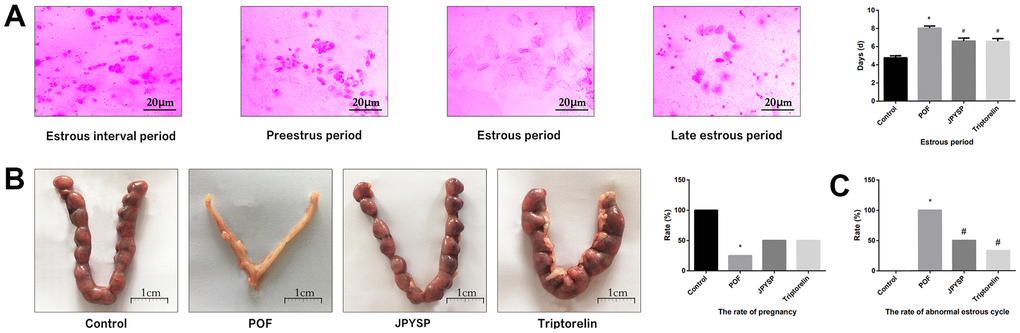 JPYS improved the abnormal estrous cycle and rate of pregnancy in premature ovarian failure (POF) rats. Rats were treated with JPYS (11.0 g/kg.d) and pre-treated with triptorelin (1.5 mg/kg) followed by intraperitoneally injected cyclophosphamide (50 mg/kg). (A) Estrous cycle of the rats (Estrous interval period: Vagina smear with white blood cells mainly; Preestrus period: With nuclear epithelial cells mainly; Estrous period: With Keratinized epithelial cells mainly; Late estrous period: See Keratinized epithelial cells and white blood cells) (n=6); (B) The rate of pregnancy (Female rats of each groups were sent to mate with male rats with ratio of 1:1 for 12 h. The mixture of sperm and vaginal smears seen on the next morning indicated the success of pregnancy, and this was considered as the 0.5 th day of the gestation. The pregnant rats were euthanized on the 13.5 th day of the gestation) (n=4); (C) The rate of abnormal estrous cycle (n=6). Data are shown as mean ± SD. *p #p △p 