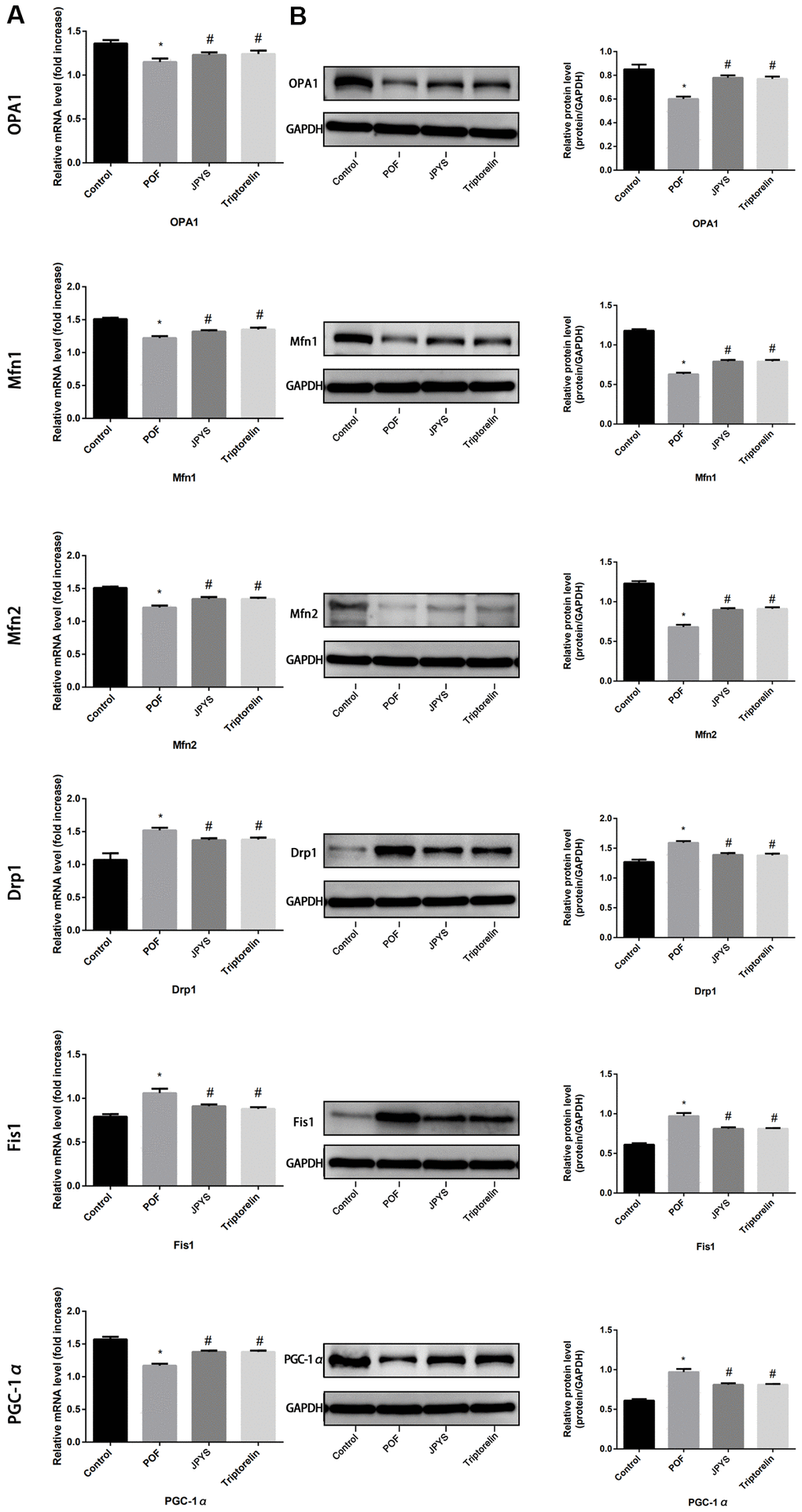 JPYS improved mitochondrial biogenesis and dynamics in premature ovarian failure (POF) rats. Rats were treated with JPYS (11.0 g/kg.d) and pre-treated with triptorelin (1.5 mg/kg) followed by intraperitoneally injected cyclophosphamide (50 mg/kg). We used real-time qPCR and western blot to detect mitochondrial biogenesis and dynamics. We chose OPA1, Mfn1, and Mfn2 to represent mitochondrial biogenesis function, and PGC-1α to represent the dynamic mitochondrial fusion, and Drp1 and Fis1 to represent mitochondrial fission. The expression of OPA1, Mfn1, Mfn2, PGC-1α, Drp1, and Fis1 in mRNA (A) and protein (B) levels. Data are shown as mean ± SD. *p #p △p 
