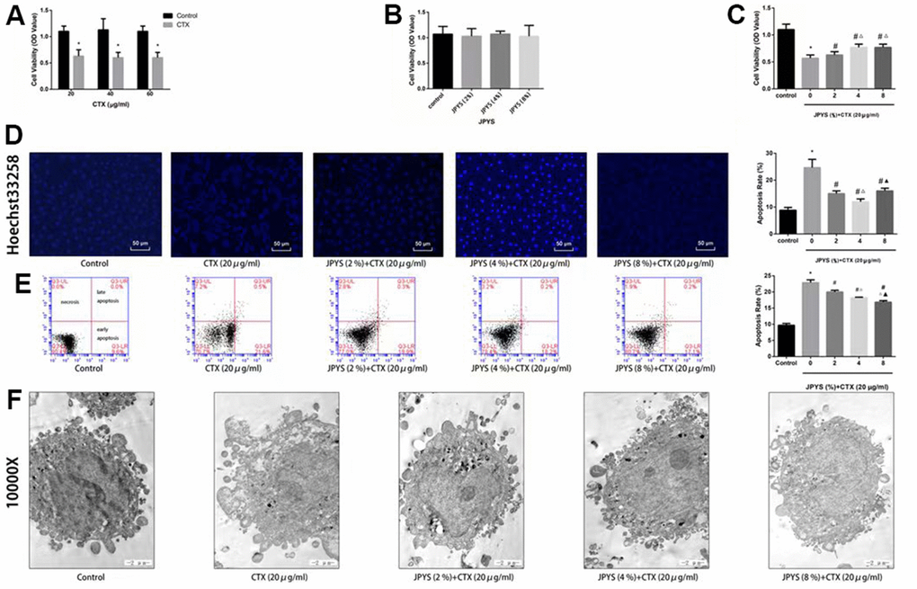 JPYS improved decreased cell viability, increased cell apoptosis caused by cyclophosphamide (CTX) in vitro. JPYS-containing serum inhibited loss of cells viability induced by CTX. (A) Cells were treated with CTX (20, 40, and 60 μg/ml) for 24 h; (B) Cells were treated with JPYS-containing serum (2, 4, 8 %); (C) Cells were treated with CTX (20 μg/ml) for 24 h, then treated with JPYS-containing serum (2, 4, 8 %); (D) Hoechst 33258 staining was used to detect the apoptosis and counted the percentage of apoptotic cells; (E) Cell apoptosis was measured by fow cytometry and counted the percentage of apoptotic cells: provided 2-dimensional graphical representations of PI/annexin V-FITC plots. ‘Early apoptosis’ was defifined as cells positive for annexin V-FITC only. ‘Late apoptosis’ was defifined as cells positive for annexin V-FITC and PI. ‘Necrosis’ was defifined as cells positive for PI only; (F) Cell apoptosis was observed by electron microscope pictures (10,000×), the scale bars represents a length of 2 μm on cells respectively. Data are shown as mean ± SD. *p #p △p ▲p 