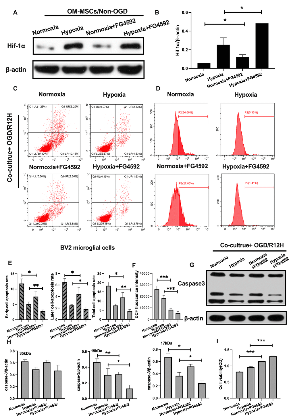 Induction of HIF-1α in OM-MSCs with FG-4592 inhibited cerebral OGD/R-induced apoptosis in BV2 microglial cells. (A, B) The successful overexpression of HIF-1α in OM-MSCs was confirmed by Western blotting. (C, E) The apoptosis rate among BV2 microglial cells was determined with flow cytometry and Annexin V/PI staining in each group. (D, F) Production of ROS levels in BV2 microglial cells was measured with flow cytometry. (G, H) Protein expression of caspase3 in BV2 microglial cells was quantified by Western blotting. (I) The viability of BV2 microglial cells was evaluated with MTT assays. All data are presented as the mean ±SD. *p