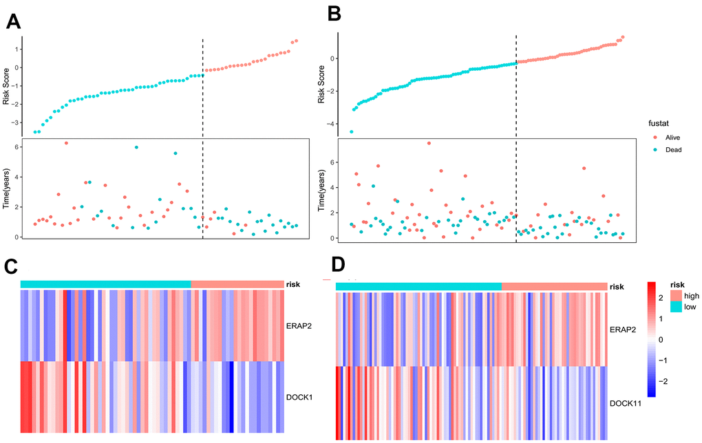 Correlation analysis of risk factors between model group and validation group. (A) The survival time and survival status of pancreatic cancer patients in the model group as a function of their risk values. (B) The survival time and survival status of pancreatic cancer patients in the validation group as a function of their risk values. (C) Heat map of gene expression as a function of risk values in the model group. (D) Heat map of gene expression as a function of risk values in the validation group.