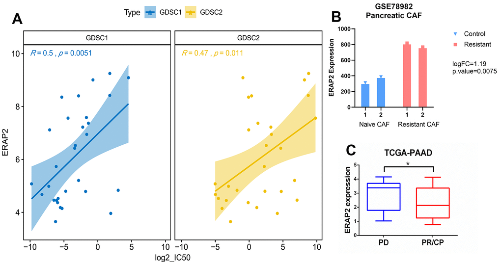 Relationship between expression of ERAP2 and sensitivity to gemcitabine in pancreatic cancer. (A) Correlation between the expression value of ERAP2 in GDSC1 and GDSC2 pancreatic cancer cell lines and the IC50 value of gemcitabine. (B) Expression of ERAP2 in two types of pancreatic cancer fibroblasts. (C) Relationship between the effect of gemcitabine treatment and ERAP2 expression in TCGA pancreatic cancer patients.