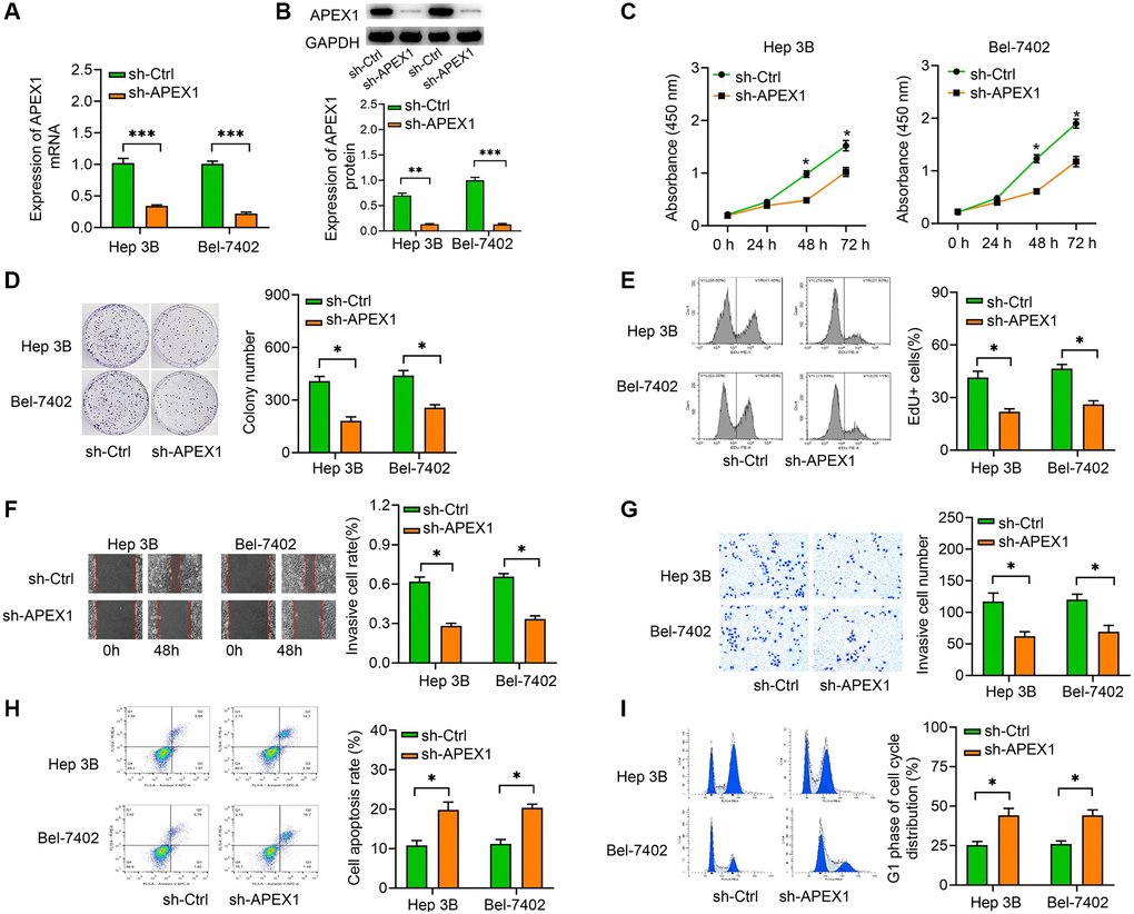 APEX1 modulates HCC cell proliferation, migration, invasion, apoptosis and cell cycle distribution in vitro. (A, B) The efficiency of transfection of sh-APEX1 was detected by qRT-PCR and Western blot assays. (C–E) CCK-8 (C), colony formation (D) and EdU assays (E) were performed to evaluate the effect of APEX1 on the proliferation of HCC cells. (F, G) Wound healing (F) and Transwell assays (G) were performed to evaluate the migration and invasion abilities of HCC cells. (H, I) Flow cytometry was performed to evaluate apoptosis (H) and cell cycle distribution (I). *P 