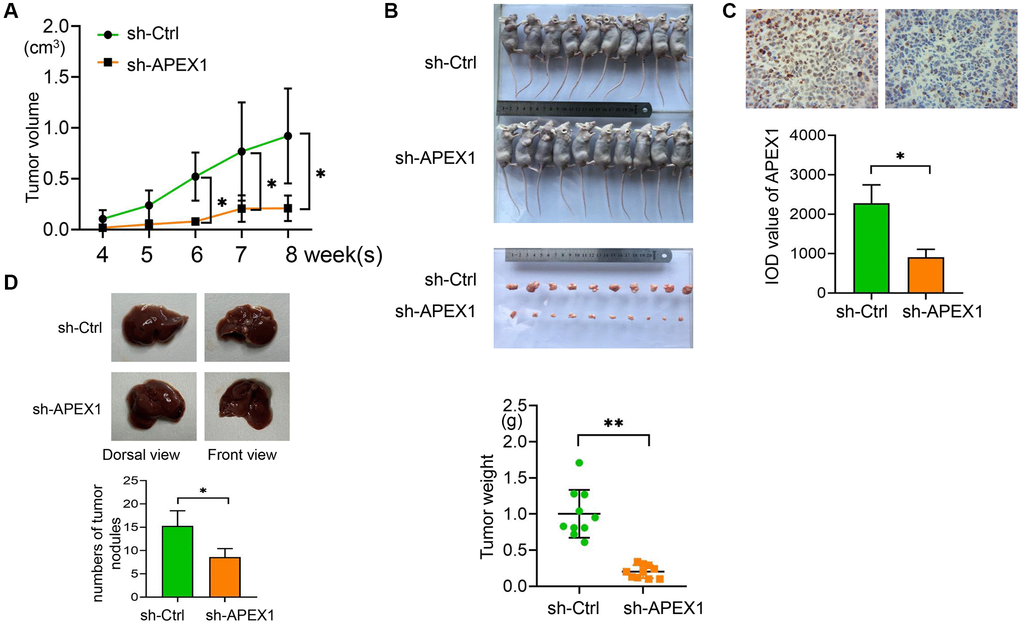 APEX1 promotes tumor growth in vivo. (A) An in vivo tumorigenesis model was established, and tumor volumes were measured every 7 days. (B) Tumors were exercised from mice and photographed. Tumor weight was determined. (C) APEX1 expression in isolated tumors was evaluated by immunohistochemistry. (D) The establishment of the orthotopic liver cancer model and numbers of tumor nodules was evaluated. *P 