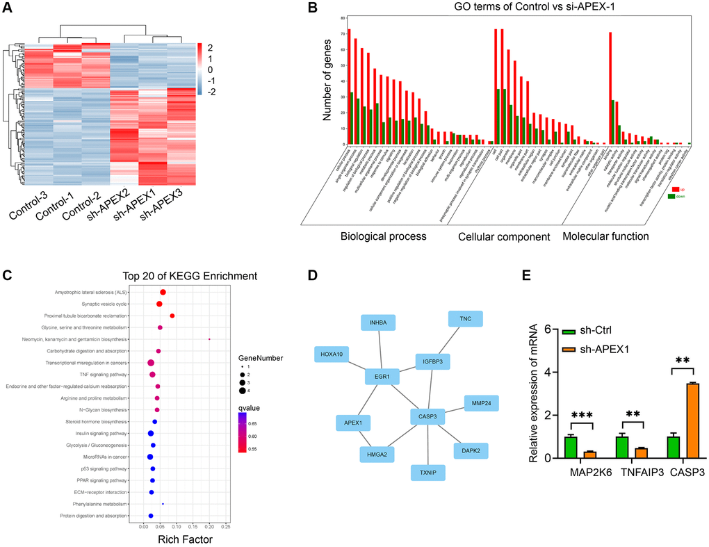 Transcriptome analysis of sh-APEX1-treated HCC cells. (A) The heat map of DEGs between sh-APEX1 and sh-Ctrl HCC cells. (B, C) GO (B) and KEGG signaling pathway (C) analyses of DEGs. (D) Protein interaction network analysis of DGEs. (E) Expression of MAP2K6, TNFAIP3, and CASP3, which are enriched in the TNF signaling pathway, were confirmed by qRT-PCR. **P 