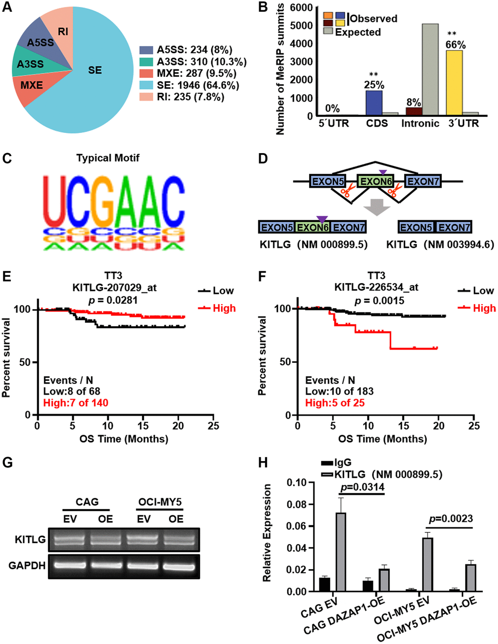 DAZAP1 triggers alternative splicing of KITLG mRNA in MM cells. (A) AS events were classified into five categories: skipped exon (SE), alternative 5′ splice site (A5SS), alternative 3′ splice site (A3SS), mutually exclusive exon (MXE), and retained intron (RI). (B) Binding of DAZAP1 was close to the 3′ splice site. (C) The typical motif on the peak-bound mRNA regions. (D) Schematic diagrams showed the alternative splicing of KITLG. (E and F) Two different probes of KITLG corresponded to different patient survivals in TT3 cohort. (G and H) RNA levels of different isoform of KITLG were tested by PCR and qPCR assays.