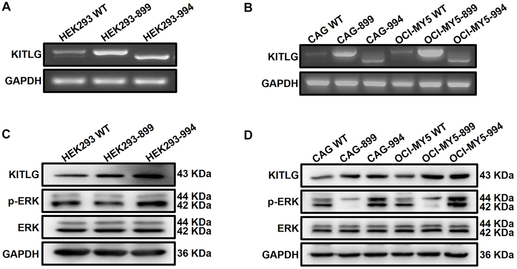 Abnormal alternative splicing of KITLG activates the ERK signaling pathway. (A and B) Agarose gel electrophoresis demonstrated the transfer efficiency on different isoforms of KITLG in both HEK293 and MM cells. (C and D) WB test verified that phosphorylated ERK expression was enhanced in KITLG isoform1-OE cells and downregulated in KITLG isoform2-OE cells.