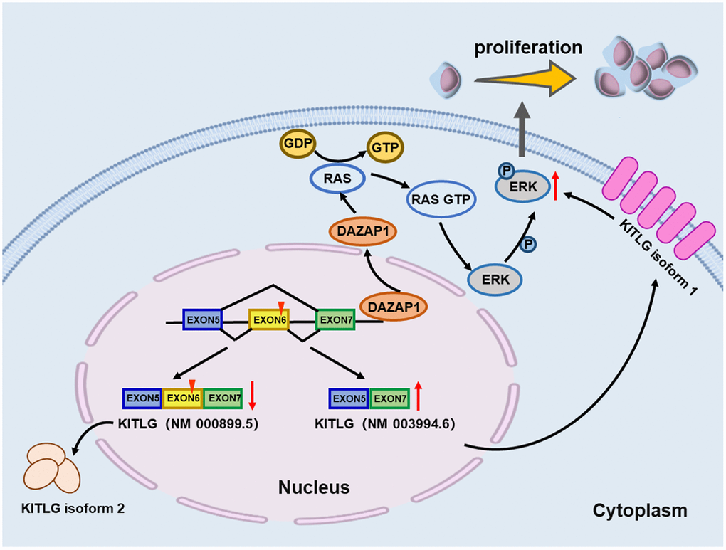 Schematic depiction illustrates that DAZAP1 promotes MM cell proliferation through alternative splicing of KITLG.