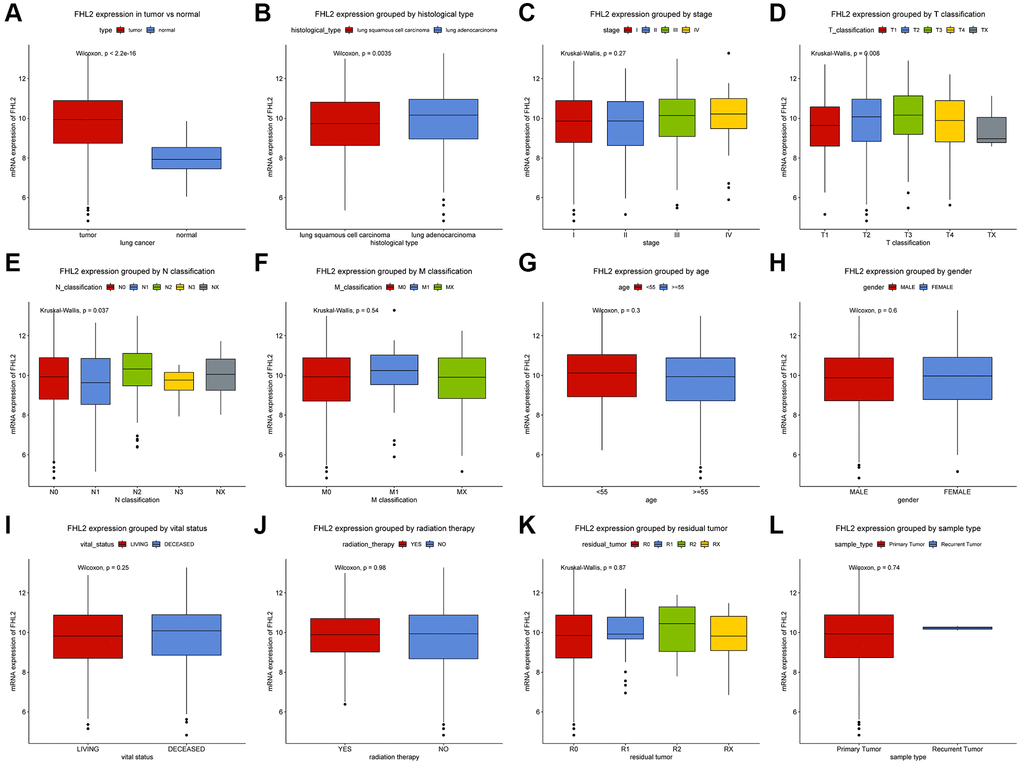 Expression of FHL2 in normal population and lung cancer patients and its relationship with clinicopathological parameters. (A) The expression difference of FHL2 between normal population and lung cancer patients. (B, C) Expression of FHL2 in different histological types and stages. (D–F) The relationship between FHL2 expression and T classification, N classification, and M classification. (G–L) The relationship between FHL2 expression and age, gender, vital status, radiotherapy, residual tumor, and recurrent tumors. *P **P 