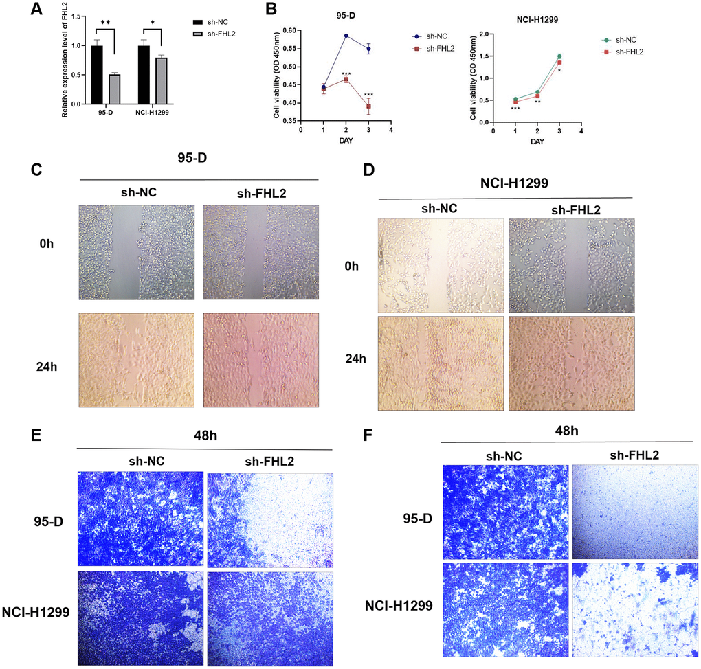 Effects of FHL2 on proliferation, migration, and invasion of NSCLC. (A) qRT-PCR detected the efficiency of transfection. (B) CCK8 detected the viability of NSCLC cells. (C, D) Wound healing experiment detected the migration ability of NSCLC cells. (E) Transwell experiment detected the migration ability of NSCLC cells. (F) Transwell experiment detected the invasive ability of NSCLC cell. *P **P ***P 