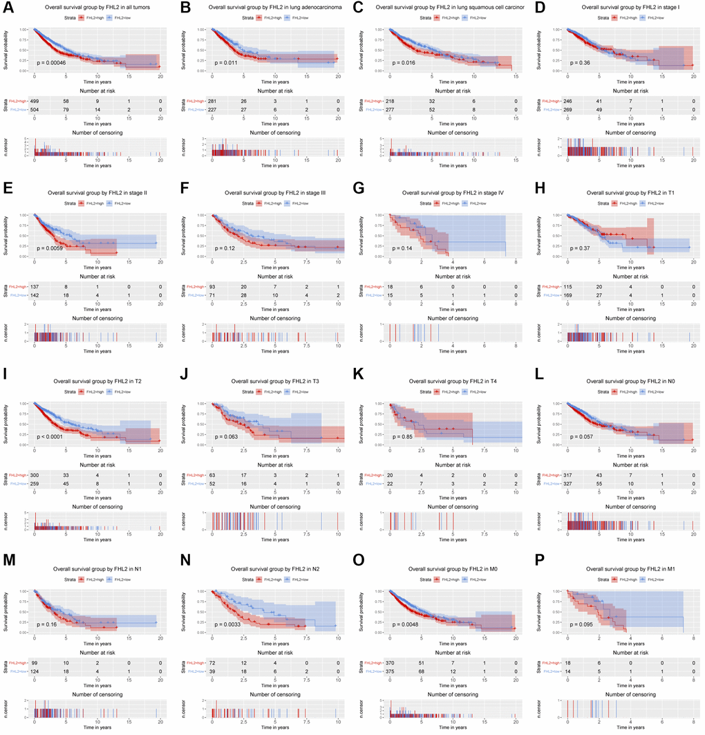 The relationship between FHL2 mRNA expression and overall survival. (A) Overall survival group by FHL2 in all tumors. (B–P) Overall survival group by FHL2 in lung adenocarcinoma, lung squamous cell carcinoma, stage I, stage II, stage III, stage IV, T1, T2, T3, T4, N0, N1, N2, M0, M1.