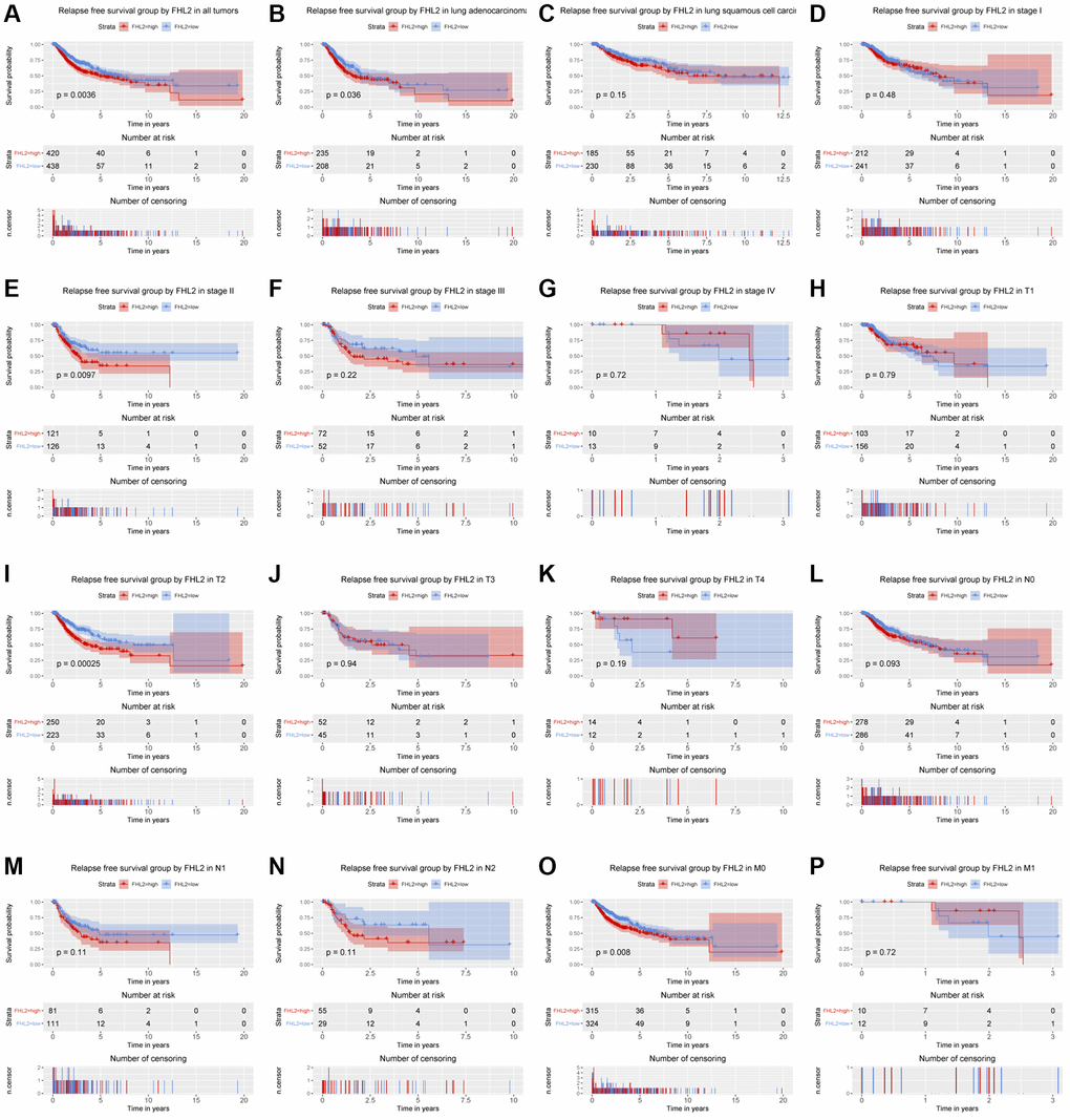 The relationship between FHL2 mRNA expression and relapse free survival. (A) Relapse free survival group by FHL2 in all tumors. (B–P) Relapse free survival group by FHL2 in lung adenocarcinoma, lung squamous cell carcinoma, stage I, stage II, stage III, stage IV, T1, T2, T3, T4, N0, N1, N2, M0, M1.