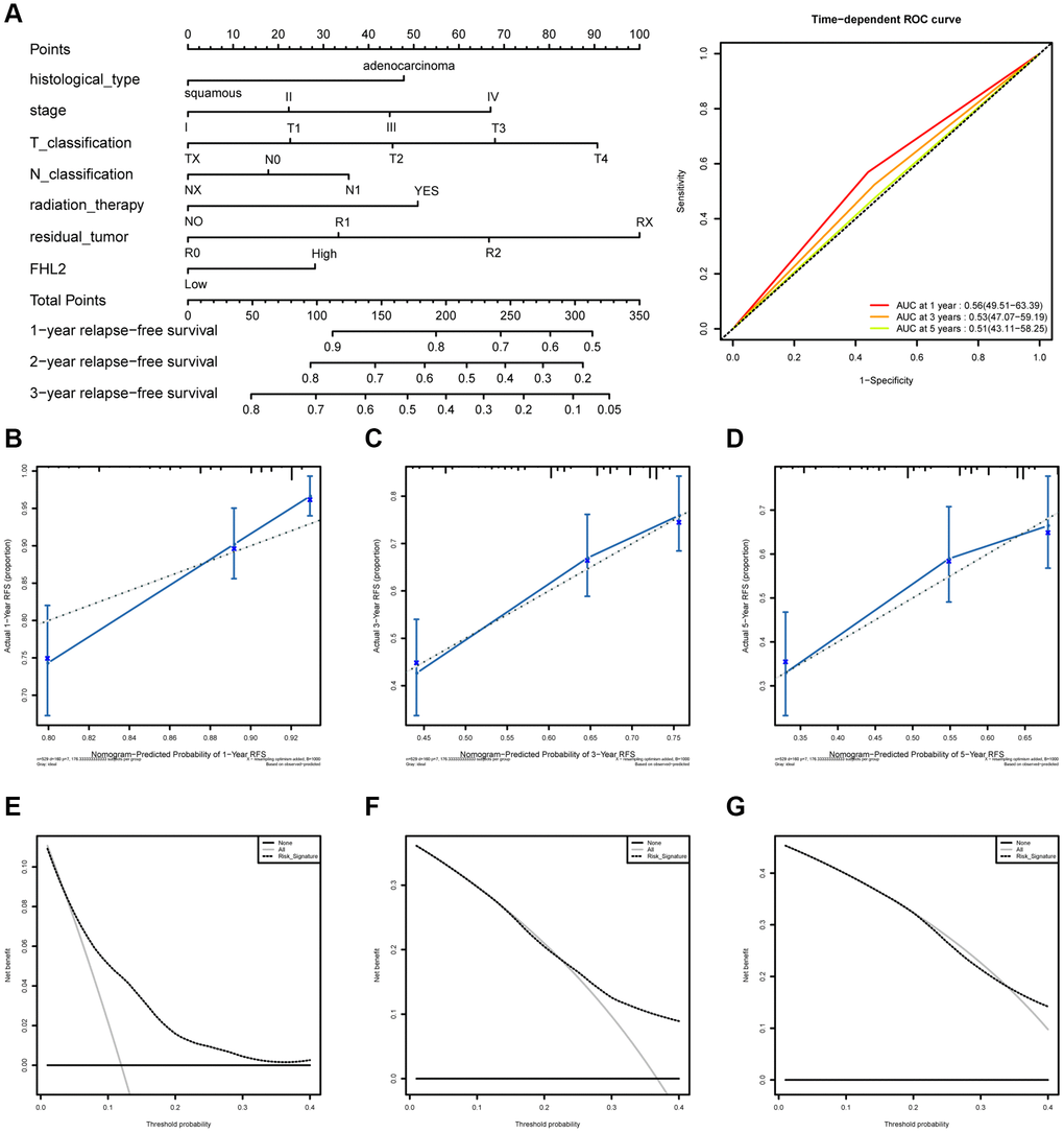 The ROC curves and nomogram about FHL2 and RFS in lung cancer. (A) ROC curves evaluating the value of FHL2 for predicting RFS in lung cancer patients. (B) Nomogram predicted 1-year RFS versus actual 1-year RFS. (C) Nomogram predicted 3-year RFS versus actual 3-year RFS. (D) Nomogram predicted 5-year RFS versus actual 5-year RFS. (E–G) Decision curve analysis reflects the feasibility of FHL2 in predicting 1-year, 3-year, and 5-year RFS of patients.