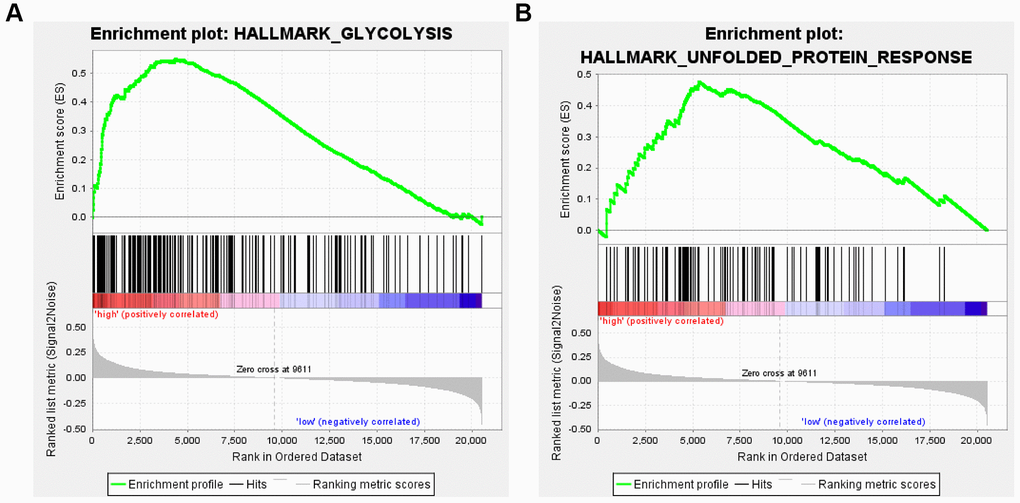 Enrichment analysis of FHL2 expression and glycolytic and unfolded protein responses. (A) High expression of FHL2 is enriched in the Glycolytic pathway. (B) High FHL2 expression is highly correlated with unfolded protein response.