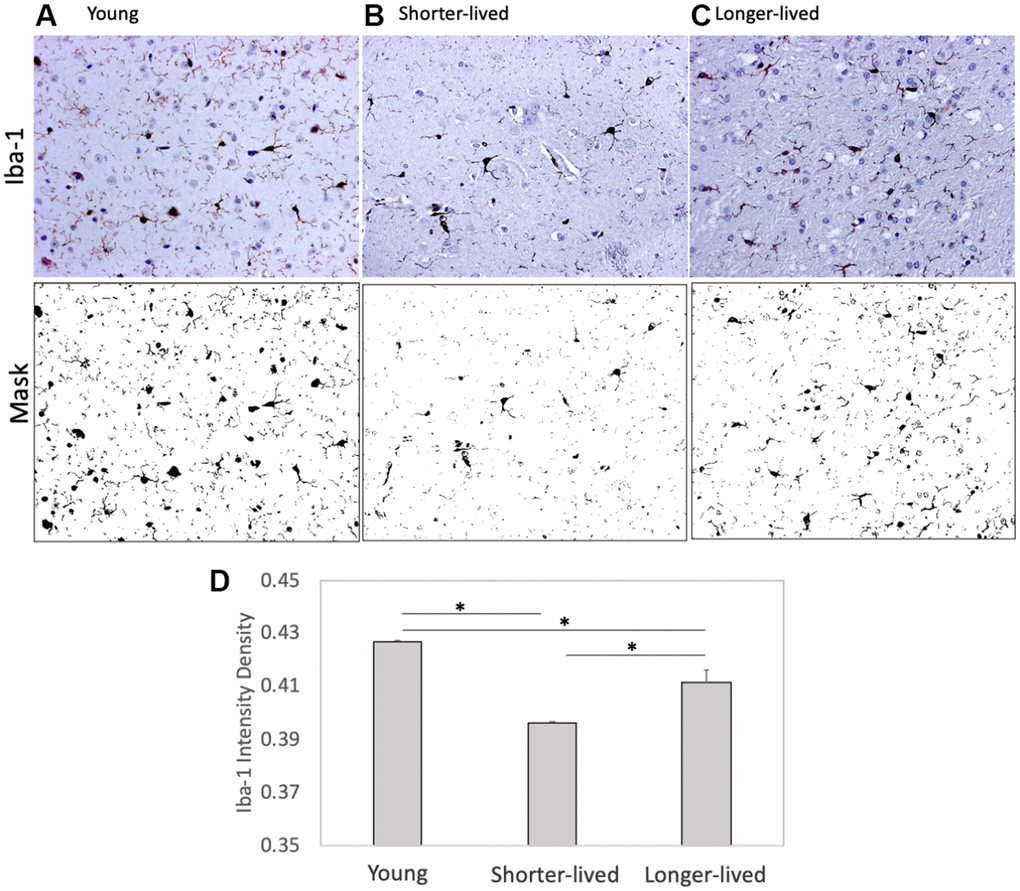 Expression of the microglia marker Iba1 in PFC from young animals and animals that lived to age. Paraffin-embedded tissue sections were stained with antibody anti- Iba-1 (AIF1, dark brown staining) and digitally imaged for density intensity quantification in whole section digital 8-bit images and binary masks using Image J (NIH). (A) Representative image taken from a young (4-7 yo) monkey, (B) representative shorter-lived (18-20 yo) group image, from an 18 yo monkey (M66), (C) representative longer-lived (23 – 29 yo) group image, from a 27 yo monkey (M208). (D) Iba-1 intensity density measured in ImageJ Fiji, using mask features. N=4/group. All representative images are 20X magnification. *p