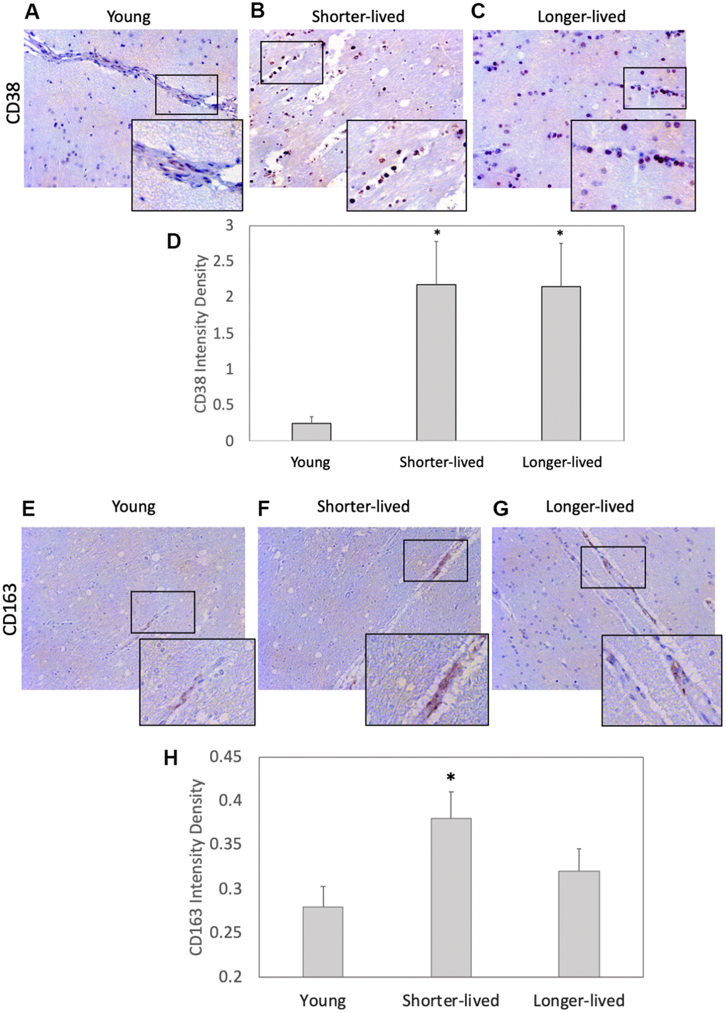 Expression of the inflammation markers CD38 and CD163 in PFC from young and elder animals. Paraffin-embedded PFC sections were stained with (A–C) antibody anti- CD38 (observed in brown color) and (E–G) anti- CD163, which were (D, H) digitally imaged for density intensity quantification in 8-bit binary masks using Image J (NIH). Rectangles indicate areas expanded for detail. (A) Representative CD38 image of young (4-7 yo) group, (B) representative CD38 image of shorter-lived elder animals. (C) Representative CD38 image of longer-lived elders. (D) CD38 staining density intensity measured in 8-bit digital whole section images and binary masks, using ImageJ. (E) Representative CD163 image of young (4-7 yo) group, (F) representative CD163 image of shorter-lived elder animals. (G) Representative CD163 image of longer-lived elders. (H) CD163 staining density intensity measured in 8-bit digital whole section images and binary masks, using ImageJ. All images are 40X magnification. N=4/group. *p