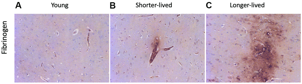 BBB integrity via detection of fibrinogen in PFC from young and elder animals. Paraffin-embedded PFC sections were stained with antibody anti- fibrinogen. (A) representative image from young (4-7 yo) group, (B) representative image from the shorter-lived group, (C) representative image from longer-lived animals. All images are 20X magnification.