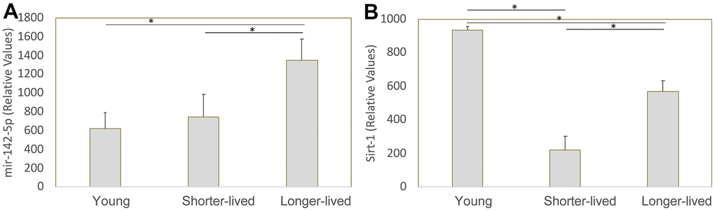 Transcription of mir-142-5p and Sirt1 genes in PFC from young animals and animals that lived to age. The expression of these genes was measured by qRT-PCR in total PFC extracted mRNA and normalized against GAPDH. Relative values of (A) mir142-5p and (B) Sirt1 were compared between young (4-7 yo), shorter-lived (18-20yo) and longer-lived (23 – 29 yo) elder groups. *p