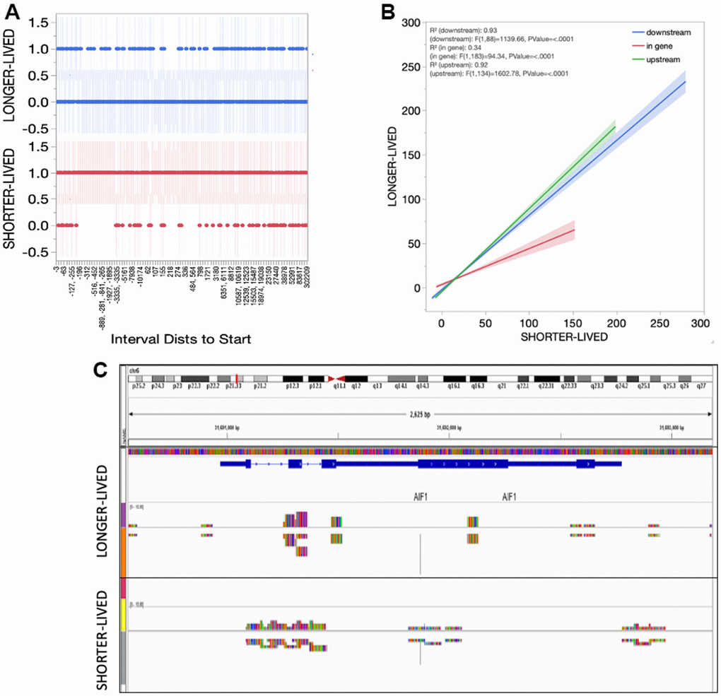 Sirt1 distribution in the PFC tissue from shorter- and longer- lived elder animals. (A) Interval distances from start where Sirt1 peaks are observed in chromatin preparations from PFC bulk tissue indicating presence (1) versus absence (0). (B) Interval positions of Sirt1 binding in PFC from shorter- and longer-lived animals. (C) Example of Sirt1 peak signal in the AIF1 gene, indicating a spread in shorter animals.