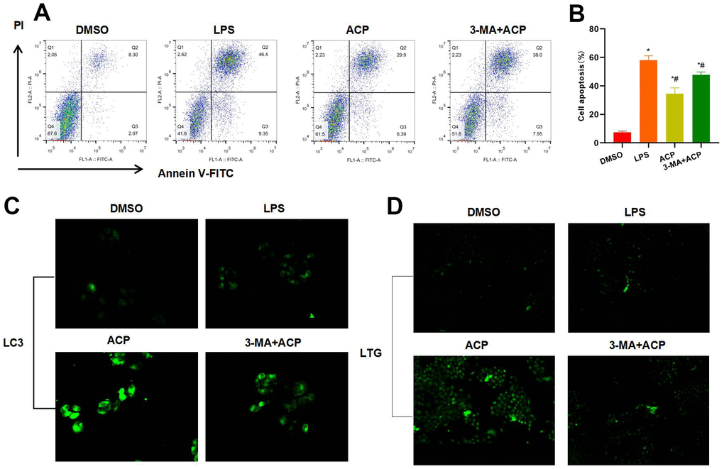 Suppressing autophagy antagonized the effect of ACP (n=3). (A, B) Flow cytometry results revealed that 3-MA suppressed autophagy, and the effect of ACP was antagonized. Moreover, the cell apoptosis rate in 3-MA+ACP group significantly increased, higher than that of ACP group. *P#PC) LC3 staining suggested that 3-MA suppressed LC3 expression, and the fluorescence intensity was weakened. (D) LTG probe detection suggested that 3-MA suppressed lysosome formation.