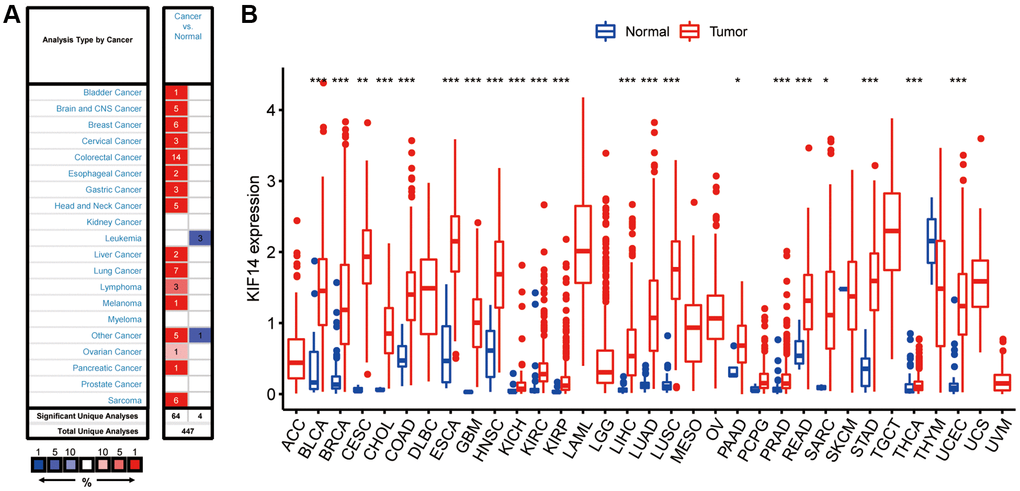 Expression of KIF14 in pan-cancers. (A) Upregulated or downregulated levels of KIF14 in different tumors collected from the Oncomine database. (B). Expression levels of KIF14 in various tumors from The Cancer Genome Atlas (TCGA) database analyzed by R package. *P-value **P-value ***P-value 