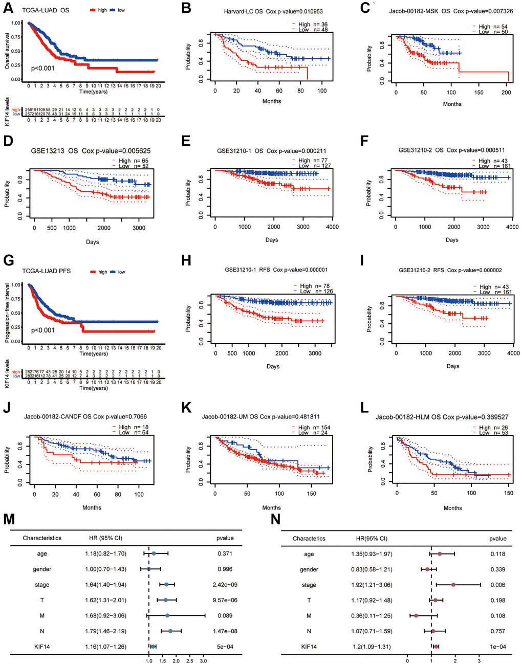 Survival analyses of KIF14 in LUAD. (A–F) K-M plots for OS in different LUAD cohorts (TCGA-LUAD cohort, Harvard -LC cohort, jacob-00182-MSK cohort, GSE13212 cohort, GSE31210-1 cohort, and GSE31210-2 cohort). (G–I) Survival curves of PFS, RFS in LUAD cohorts (TCGA-LUAD cohort, GSE31210-1 cohort, and GSE31210-2 cohort). (J–L) OS survival analyses of KIF14 in LUAD cohorts with negative results (jacob-00182-CANDF cohort, jacob-00182-UM cohort and jacob-00182-HLM cohort). (M, N) Univariate (M) and multivariate (N) Cox regression analyses to evaluate the independent factors of KIF14 in TCGA-LUAD cohort.