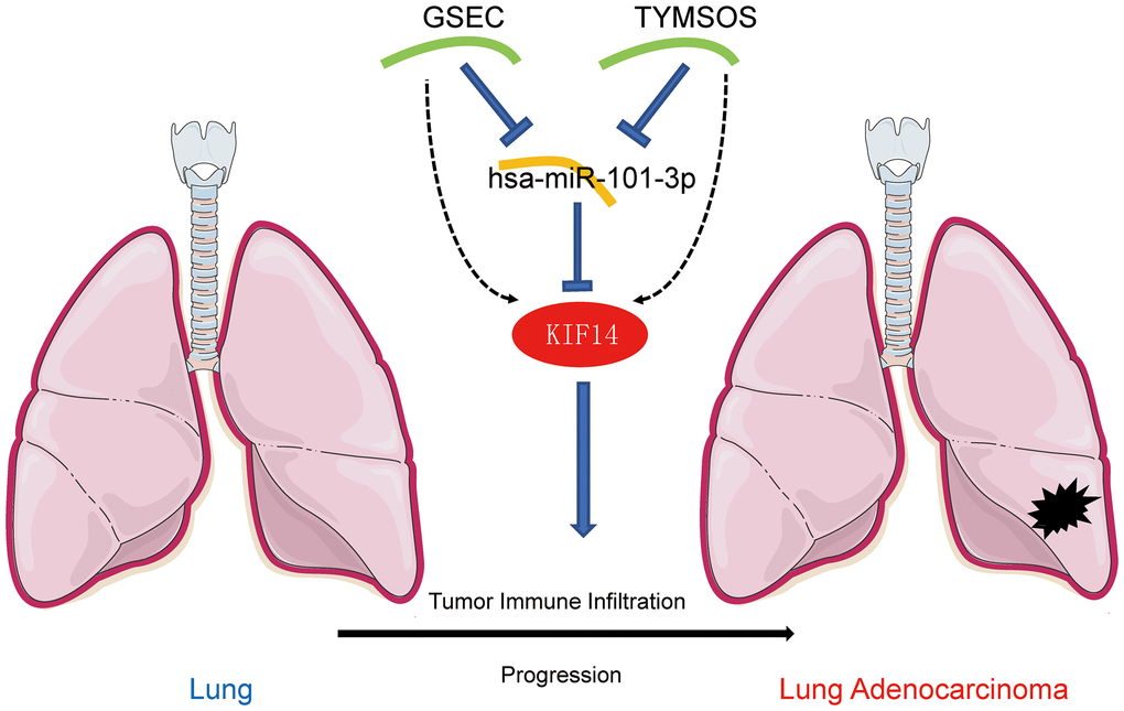 The model of GSEC/TYMSOS-hsa-miR-101-3p axis in tumorigenesis of LUAD.