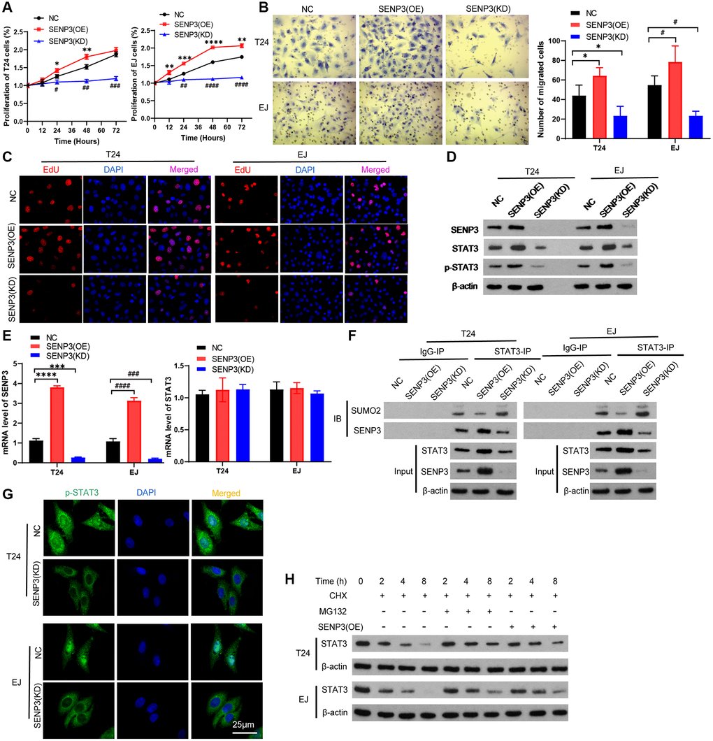 SENP3 promotes proliferation and deSUMOylation of STAT3. T24 and EJ cells were transfected plasmids with overexpression of SENP3 [STAT3(OE)] and knock-down of SENP3 [STAT3(KD)]. (A) Cell proliferation assay in vitro in NC, SENP3(OE), SENP3(KD) T24 and EJ cells. [mean ± S.D. (error bars), n = 3. **p ≤ 0.01; ***p ≤ 0.001; ****p ≤ 0.0001, compared with NC group; ##p ≤ 0.01; ####p ≤ 0.0001, compared with NC group, two-way analysis of variance]. (B) Left: Cell invasion determined by trans well staining in SENP3 overexpression or knockdown T24 and EJ cells. [scale bar, 25 μm]. right: quantitative analysis of immunohistochemistry for positive trans well staining. [mean ± S.D. (error bars), n = 3. *p ≤ 0.05, compared in T24 cells; #p ≤ 0.05, compared in EJ cells, two-way analysis of variance] (C) EDU positive cells in NC, SENP3(OE), SENP3(KD) T24 and EJ cells determined by Confocal immunofluorescence. [scale bar, 50 μm]. (D) SENP3, STAT3 and p-STAT3 protein levels in NC, SENP3(OE), SENP3(KD) T24 and EJ cells, as measured by western blot. (E) The mRNA level of SENP3 and STAT3 measured by qPCR. (F) Co-immunoprecipitation (co-IP) of endogenous SENP3 with STAT3 and its SUMO2. (G) Abundance of p-STAT3 protein in in NC, SENP3(OE) T24 and EJ cells. (H) T24 cells were transfected with the indicated constructs and treated for the indicated times with CHX and MG132, whole cells were collected and STAT3 protein level was determined by western blot. All experiments were performed in triplicates.