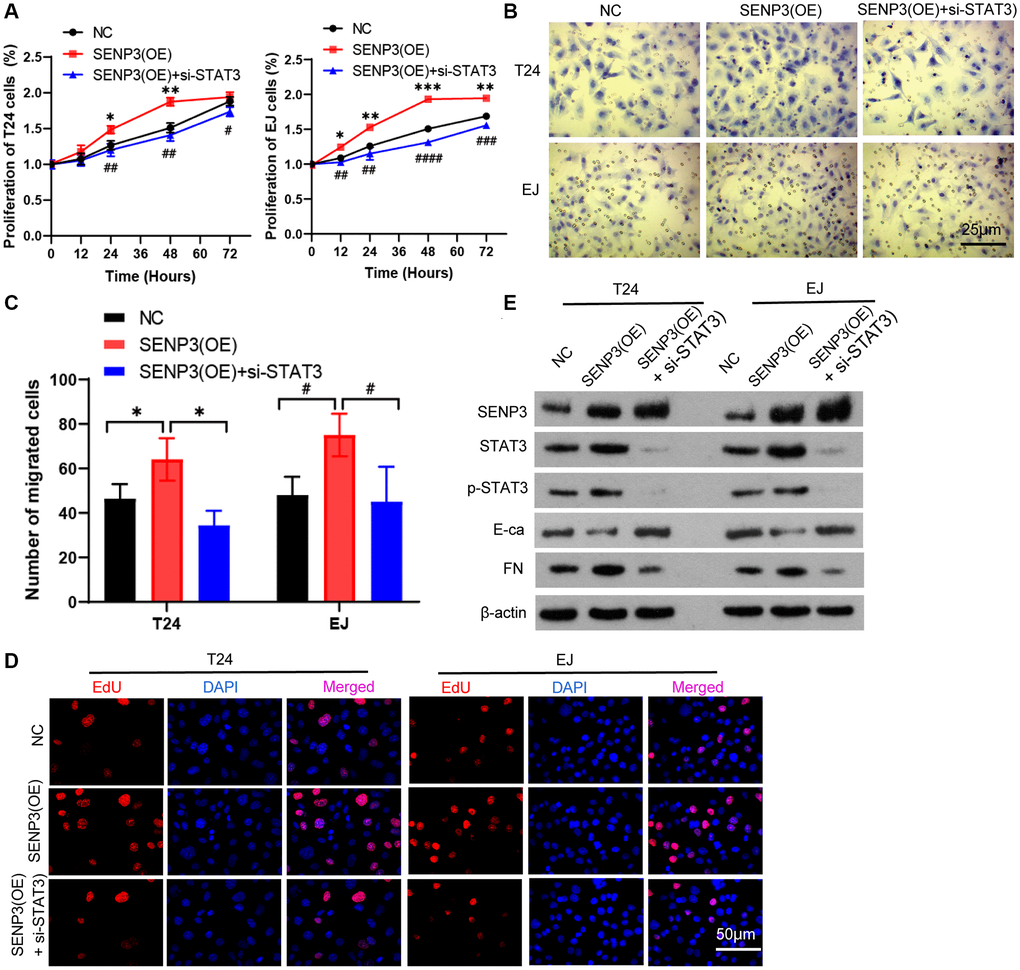 STAT3 mitigates the cancer-promoting effect of SENP3. (A) Overexpression of SENP3 [STAT3(OE)] T24 and EJ cells were transfected with STAT3 siRNAs [SENP3(OE) + si-STAT3]. Cell proliferation were determined by CCK8 essay in NC, SENP3(OE), SENP3(OE) + si-STAT3 T24 and EJ cells. [mean ± S.D. (error bars), n = 3. *p ≤ 0.05; **p ≤ 0.01; ***p ≤ 0.001, compared with NC group; #p ≤ 0.05; ##p ≤ 0.01; ###p ≤ 0.001; ####p ≤ 0.0001, compared with SENP(OE) group, two-way analysis of variance]. (B) Cell invasion determined by trans well staining in NC, SENP3(OE), SENP3(OE) + si-STAT3 T24 and EJ cells. (C) Analysis of cell migration. [mean ± S.D. (error bars), n = 3. *p ≤ 0.05, compared in T24 cells; #p ≤ 0.05, compared in EJ cells, two-way analysis of variance]. (D) EDU positive cells in NC, SENP3(OE), SENP3(OE) + si-STAT3 T24 and EJ cells determined by Confocal immunofluorescence. (E) Abundance of the indicated protein was analyzed by Western blotting. All experiments were performed in triplicates.