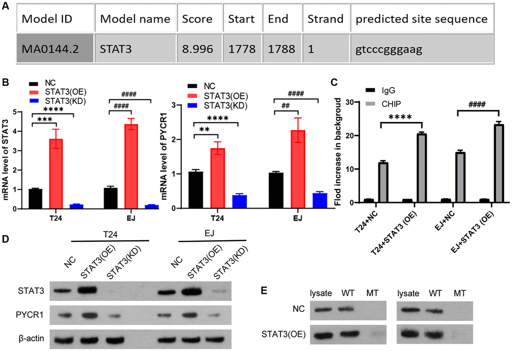 STAT3 promotes gene and protein levels of PYCR1 by binding to promoter of PYCR1. (A) We predicted that STAT3 could potentially bind to the promoter region of PYCR1 gene by using the jaspar transcription interaction website. T24 and EJ cells were transfected plasmids with overexpression of STAT3 [STAT3(OE)] and knock-down of STAT3[STAT3(KD)]. (B) The mRNA level of SENP3 and STAT3 measured by qPCR in NC, STAT3(OE), STAT3(KD) T24 and EJ cells. All data in this figure are represented as mean ± SD. *P #P C) The regulation of STAT3 on promoter region of ZNF667, determined by ChIP assay. [mean ± S.D. (error bars), n = 4. ****p ≤ 0.0001, compared in T24 cells; ####p ≤ 0.0001, compared in EJ cells, two-way analysis of variance] (D) STAT3 and PYCR1 protein level of NC, STAT3(OE), STAT3(KD) T24 and EJ cells. (E) The high score region of the predicted binding sites between PYCR1 promoter and STAT3 protein by DNA-affinity precipitation assay (DAPA), the oligonucleotide DNA probe containing the above binding region and the corresponding mutation probe were designed for DAPA detection. All experiments were performed in triplicates.