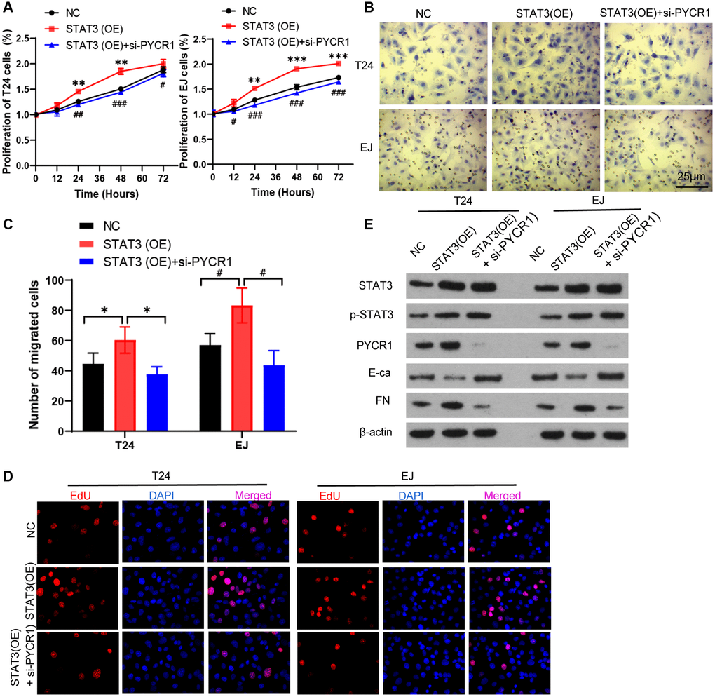 PYCR1 mitigates the carcinogenic effect of STAT3. (A) Overexpression of STAT3 [STAT3(OE)] T24 and EJ cells were transfected with PYCR1 siRNAs [STAT3(OE) + si-PYCR1]. Cell proliferation were determined by CCK8 essay in NC, SENP3(OE), SENP3(OE) + si-STAT3 T24 and EJ cells. [mean ± S.D. (error bars), n = 3. **p ≤ 0.01; ***p ≤ 0.001, compared with NC group; #p ≤ 0.05; ##p ≤ 0.01; ###p ≤ 0.001, compared with STAT3(OE) group, two-way analysis of variance]. (B) Cell invasion determined by trans well staining in NC, STAT3(OE), STAT3(OE) + si-PYCR1 T24 and EJ cells. (C) Analysis of cell migration. All data in this figure are represented as mean ± SD. *P #P D) EDU positive cells in in NC, SENP3(OE), SENP3(OE) + si-STAT3 T24 and EJ cells determined by Confocal immunofluorescence. (E) Abundance of the indicated protein was analyzed by Western blotting. All experiments were performed in triplicates.