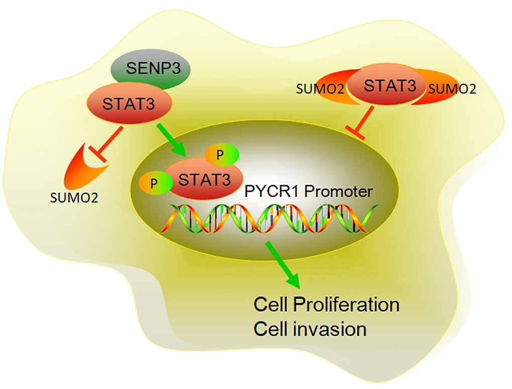 The mechanism diagram of SENP3 promoting BC proliferation and invasion by upregulating STAT3. SENP3 induces deSUMOylation of STAT3, which promotes the phosphorylation of STAT3. Phosphorylation of STAT3 induces STAT3 translocating into nuclear. As a transcriptional factor, nuclear STAT3 promotes PYCR1 expression, resulting enhanced proliferation and invasion of BC.