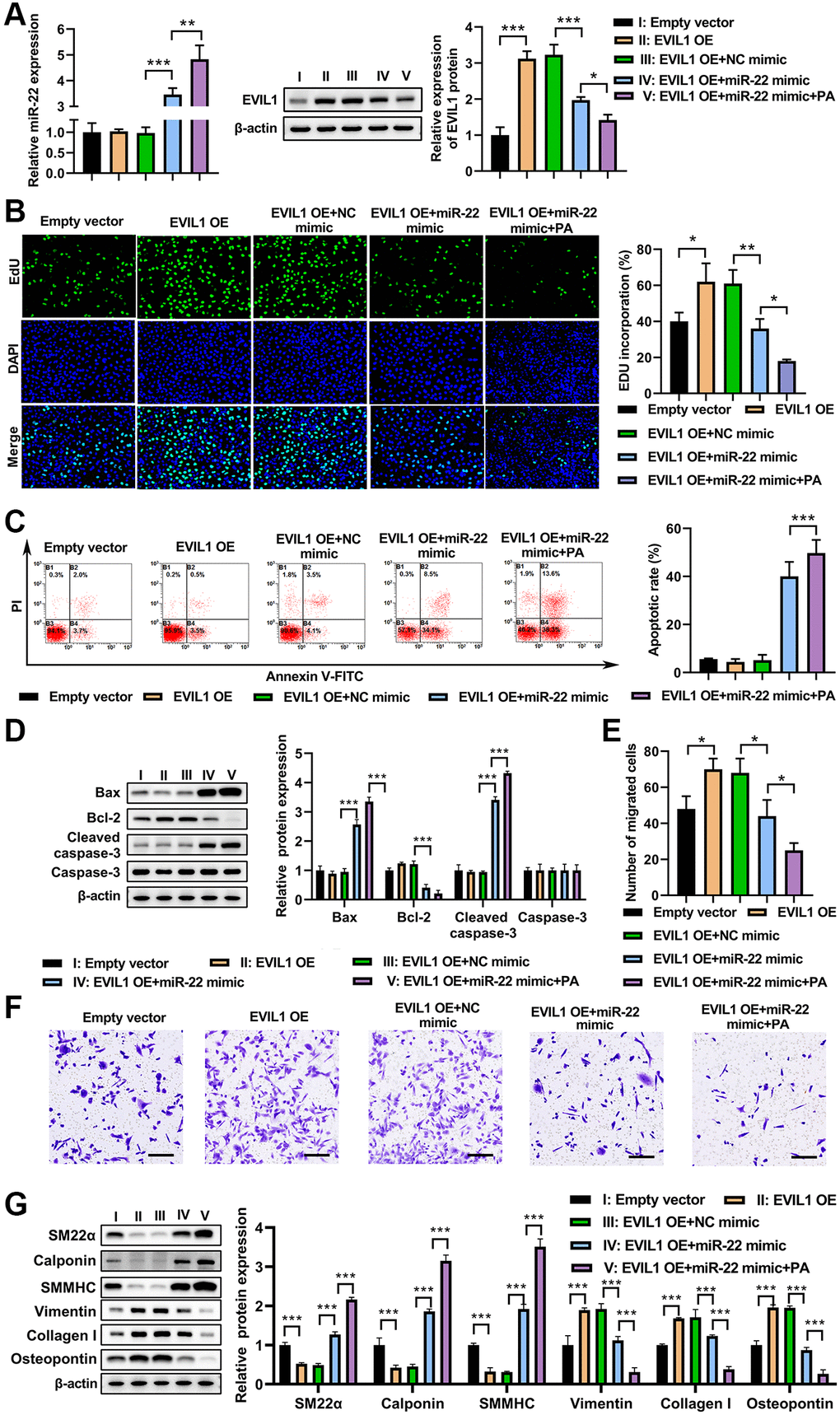 PA treatment enhanced miR-22 mimic impacts on aborted the inhibitive effect of EVI1 on VSMC phenotype switch. (A) Expression of miR-22 and EVIL1 in VMSCs treated with EVI1 or/and miR-22 overexpression followed by PA treatment. (B) Cell proliferation was detected by EdU in VSMCs with EVI1/miR-22 overexpression followed by PA treatment. (C) Flow cytometry to detect the apoptosis of VSMCs with EVI1/miR-22 overexpression followed by PA treatment. (D) Western blot to detect the apoptosis associated markers in VSMCs. (E, F). Cell migration was detected by transwell assay in EVI1/miR-22-overexpressed VSMCs followed by PA treatment. Scale bar = 100 μm. (G) Protein levels of SM22α, calponin, SMMHC, vimentin, collagen I, and osteopontin in VSMC in VSMCs with EVI1/miR-22 overexpression followed by PA treatment detected by western blot. n = 3. *P **P 