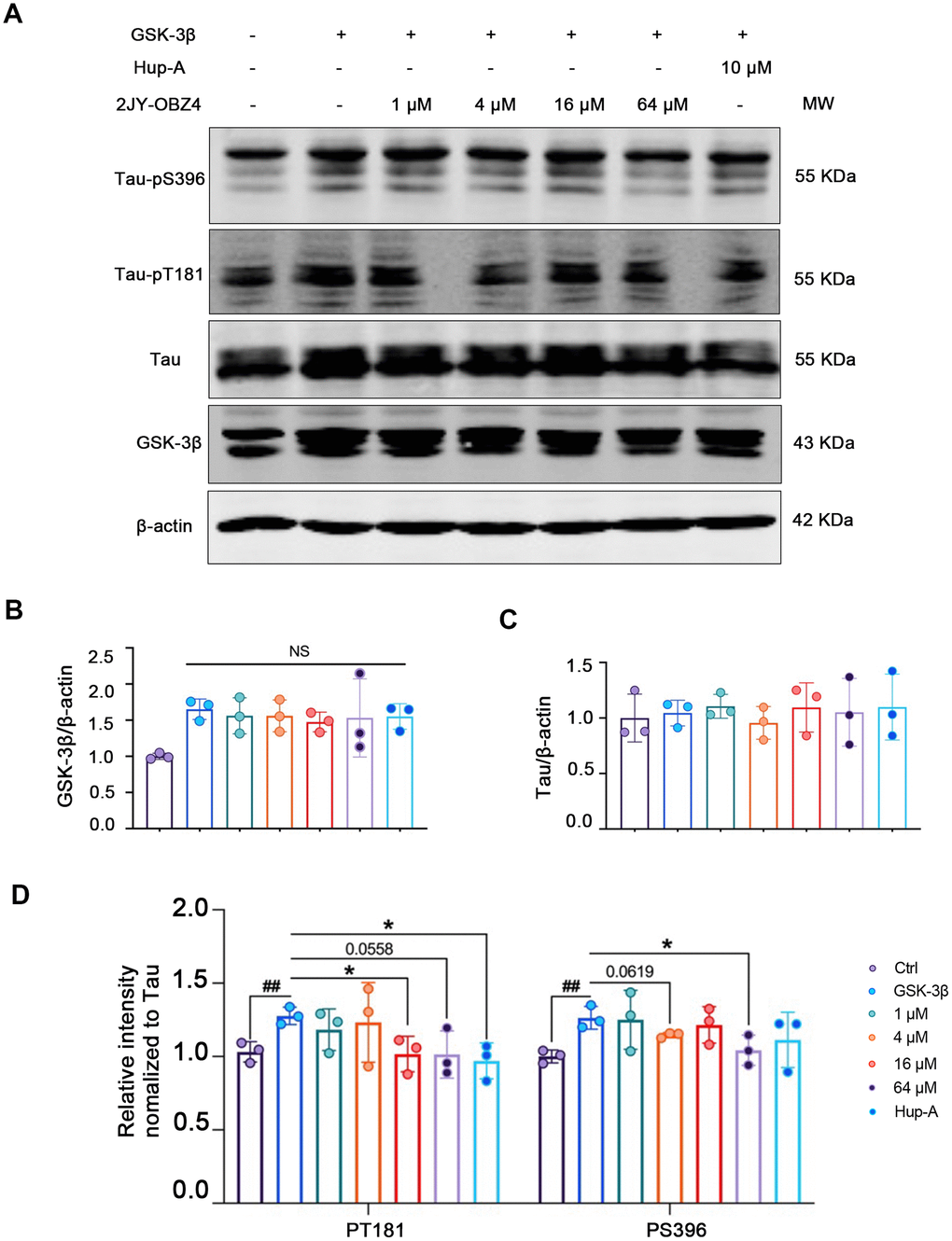 2JY-OBZ4 resisted tau hyperphosphorylation in HEK293-hTau cells transfected with GSK-3β plasmid. (A) Western blots and (B–D) quantitative analysis for GSK-3β, Tau, tau-pT181 and tau-pS396 in HEK293-hTau cells overexpressed with GSK-3β. MW Molecular weight. n = 3 per group. NS means no significance, p value significance is calculated from a one-way ANOVA, data are represented as mean ± SEM. *p 