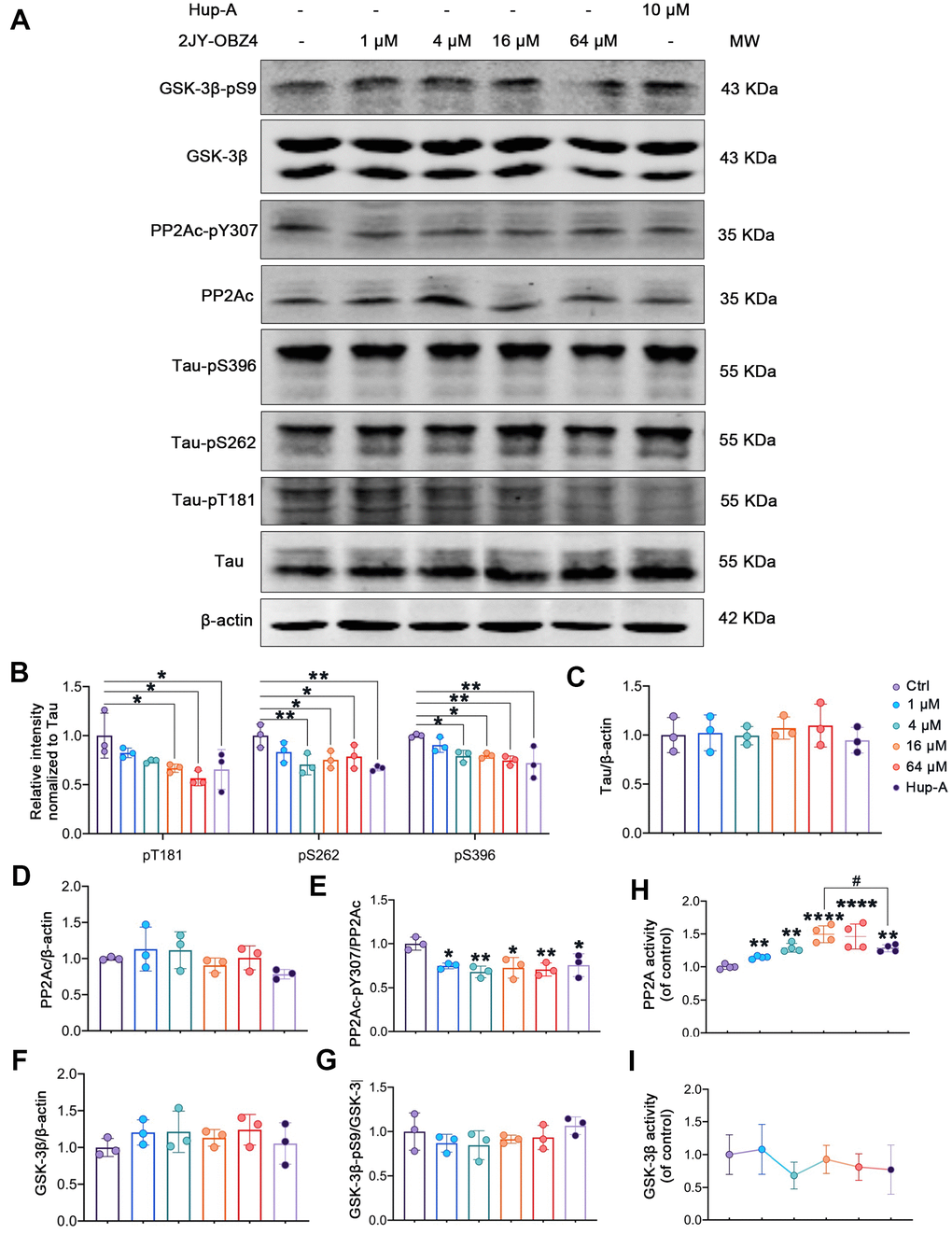 2JY-OBZ4 induced tau dephosphorylation in HEK293/tau cells via upregulating the activity of PP2A. (A) Western blots and (B–G) quantitative analysis for Tau-pT181, Tau-pS262, Tau-pS396, Tau, PP2Ac, PP2Ac-pY307 (PP2Ac phosphor-Tyr307, an indicator of inhibition of PP2A), GSK-3β, GSK-3β-pS9 (GSK-3β phosphor-Ser9, an indicator of inhibition of GSK-3β) in HEK293-hTau cells. PP2Ac represents catalytic subunit of PP2A holoenzyme. MW Molecular weight. n = 3 per group. (H) PP2A activity was detected in HEK293-hTau cells. n = 4 per group. (I) GSK-3β activity was detected in HEK293-hTau cells. n = 3 per group. p value significance is calculated from a one-way ANOVA, data are represented as mean ± SEM. *p 