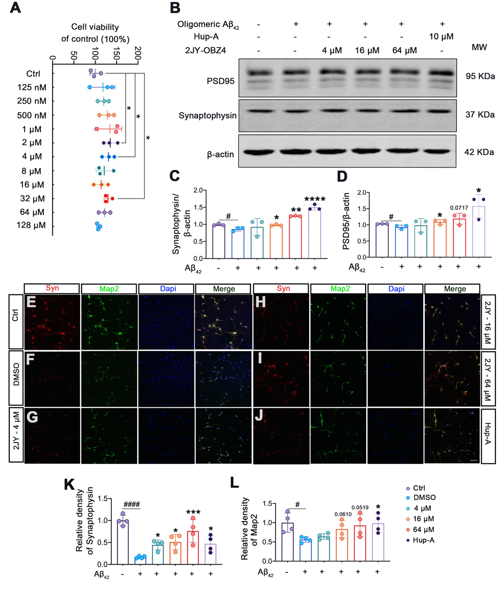 2JY-OBZ4 ameliorated human oligomeric Aβ42 induced synaptic loss in mice primary neuron. (A) CCK-8 assay of mice primary neuron incubated with various concentrations of 2JY-OBZ4 (0 nM, 125 nM, 250 nM, 500 nM, 1μM, 2 μM, 4 μM, 8 μM, 16 μM, 32 μM, 64 μM, 128 μM) for 24 h. n = 3 per group. p value significance is calculated from a one-way ANOVA, data are represented as mean ± SEM. *p B) Western blots and (C, D) quantitative analysis for synaptophysin and PSD95 in mice primary neuron. MW Molecular weight. n = 3 per group. #p E–J) Immunofluorescence staining was used to measure the expression of synaptophysin and Map2 in primary neuron (scale bar: 50 μm). (K, L) Quantitative analysis of fluorescence intensity. n = 4 per group. p value significance is calculated from a one-way ANOVA, data are represented as mean ± SEM. #p 