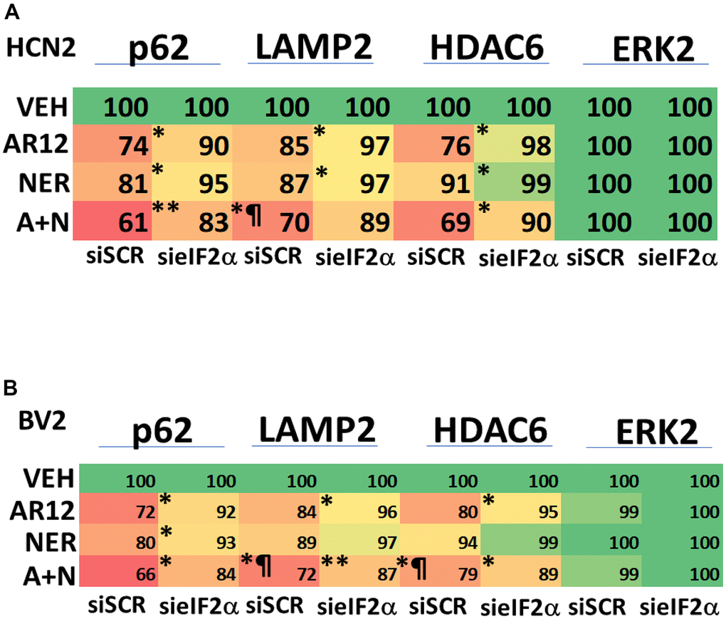 ER stress signaling plays a key role in facilitating autophagy and HDAC6 protein degradation. (A) HCN2 cells were transfected with a scrambled siRNA or with an siRNA molecule to knock down the expression of eIF2α. After 24h, cells were treated with vehicle control, AR12 (2 μM), neratinib (50 nM) or the drugs in combination for 6h. Cells were fixed in place and immunostaining performed to determine the expression of HDAC6, LAMP2, p62 and ERK2. (n = 3 +/-SD) * p B) BV2 cells were transfected with a scrambled siRNA or with an siRNA molecule to knock down the expression of eIF2α. After 24h, cells were treated with vehicle control, AR12 (2 μM), neratinib (50 nM) or the drugs in combination for 6h. Cells were fixed in place and immunostaining performed to determine the expression of HDAC6, LAMP2, p62 and ERK2. (n = 3 +/-SD) * p 