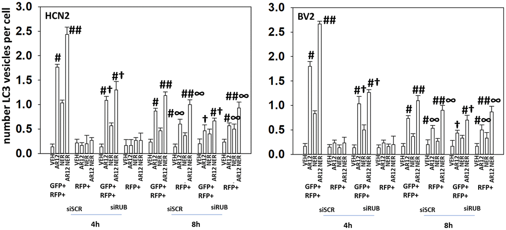 Knock down of Rubicon suppresses drug-induced autophagosome formation but does not appear to alter autophagic flux. HCN2 neuronal cells and BV2 microglial cells were transfected with a scrambled siRNA or with an siRNA to knock down the expression of Rubicon and were co-transfected with a plasmid to express LC3-GFP-RFP. After 24h, cells were treated with vehicle control, AR12 (2 μM), neratinib (50 nM) or the drugs in combination for 4h and 8h. The mean number of intense GFP+RFP+ and RFP+ punctae per cell was determined (n = 3 +/-SD) # p 