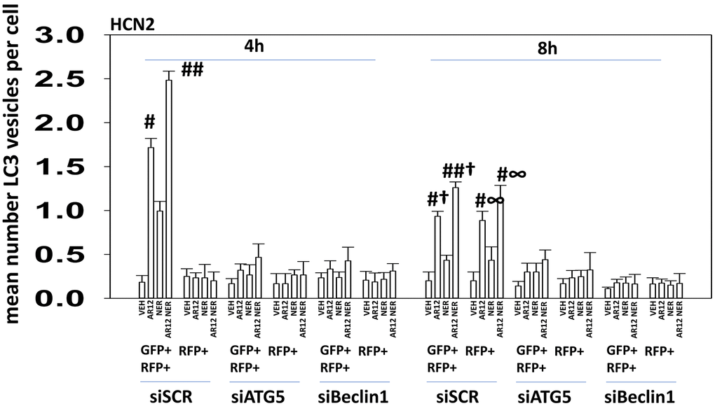 Knock down of Beclin1 or ATG5 prevents autophagosome formation and autophagic flux in HCN2 cells. HCN2 neuronal cells were transfected with a scrambled siRNA or with an siRNA to knock down the expression of ATG5 or Beclin1 and were co-transfected with a plasmid to express LC3-GFP-RFP. After 24h, cells were treated with vehicle control, AR12 (2 μM), neratinib (50 nM) or the drugs in combination for 4h and 8h. The mean number of intense GFP+RFP+ and RFP+ punctae per cell was determined (n = 3 +/-SD) # p 