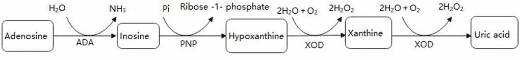 The enzymatic reaction scheme.