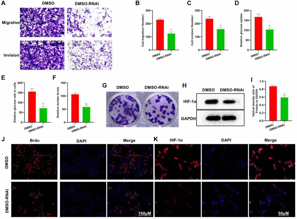 Silencing P50 inhibits the metastatic, invasive and glycolytic abilities of H22 cells. (A–C) In the DMSO-RNAi group, the invasive and metastatic abilities of cells weakened drastically, showing lower numbers of invasive and metastatic cells than in the DMSO group. *P D–F) Compared to the DMSO group, the DMSO-RNAi group exhibited significantly reduced glucose uptake, intracellular glucose level and lactate expression. *P G) Reduced number of clones formed was noted in the DMSO-RNAi group. (H, I) According to both HIF-1α IFA and Western-Blot results, the expression of HIF-1α could be suppressed after silencing P50. *P J, K) The number of Brdu-positive cells in the DMSO-RNAi group was less than that in the DMSO group, suggesting inhibition of the cell proliferation.