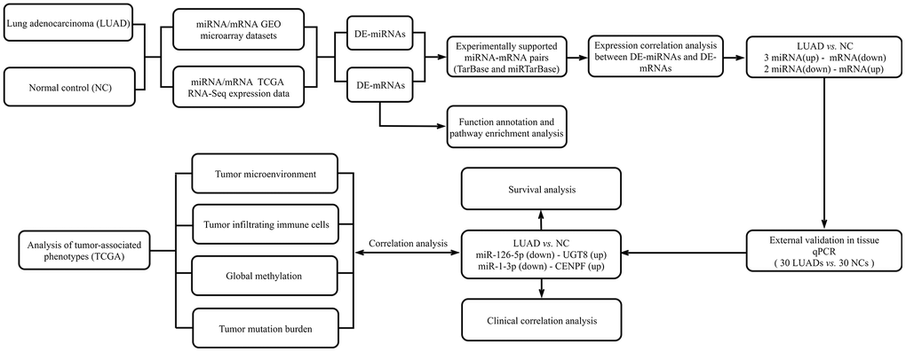 Flow chart for identifying the miRNA-mRNA regulatory networks and the comprehensive analysis of regulatory pairs role in lung adenocarcinoma (LUAD).