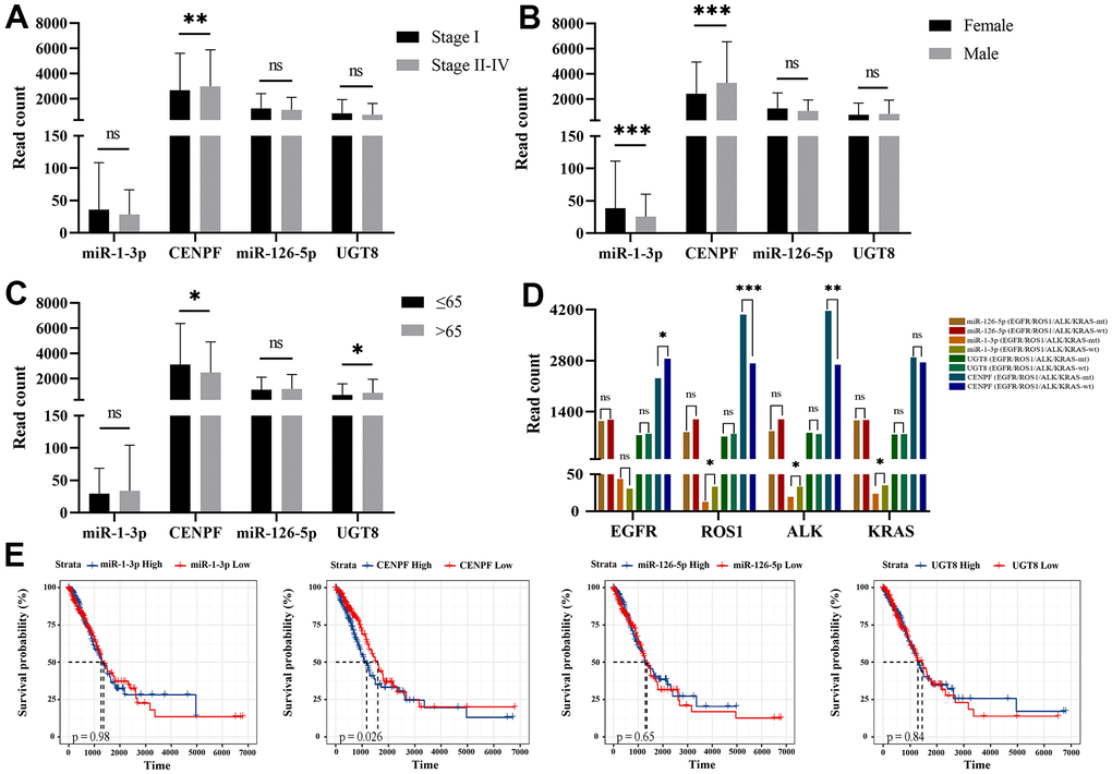 Correlation analysis of LUAD clinical-pathological features and survival analysis with the expression of miRNA and mRNA expression levels. (Data are presented as mean±SEM; *p p p A) Stage I vs. Stage II-IV; (B) Female vs. Male; (C) Age ≤ 65 vs. Age > 65; (D) mutation vs. wild-type of KRAS, ROS1, ALK, EGFR; (E) The survival analysis of miR-1-3p, CENPF, miR-126-5p and UGT8 in TCGA-LUAD.