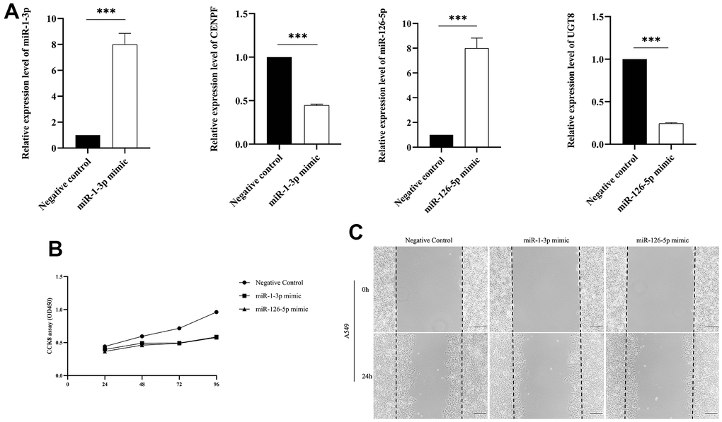 The validation of biological function assays. (Data are presented as mean±SD; *p p p A) Comparison of miRNA and mRNA expression levels between transfected miR-1-3p mimic and miR-126-5p mimic and negative control; (B) CCK-8 assay was performed to assess cell proliferation; (C) Wound-healing assay was conducted to explore LUAD cell migration.