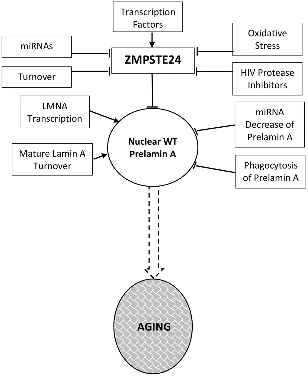 Prelamin a regulation in normal aging. Levels and activity of Zmpste24 are regulated in several ways related to aging. Reduced enzymatic activity is proposed to lead to increased levels of prelamin A and consequent aging phenotypes. These pathways are described throughout the text.
