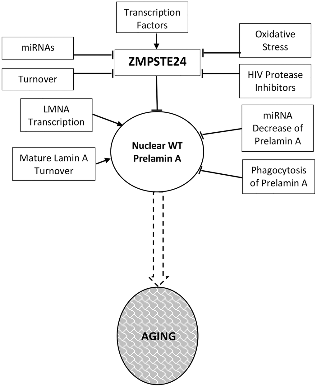 nuclear lamina progeria