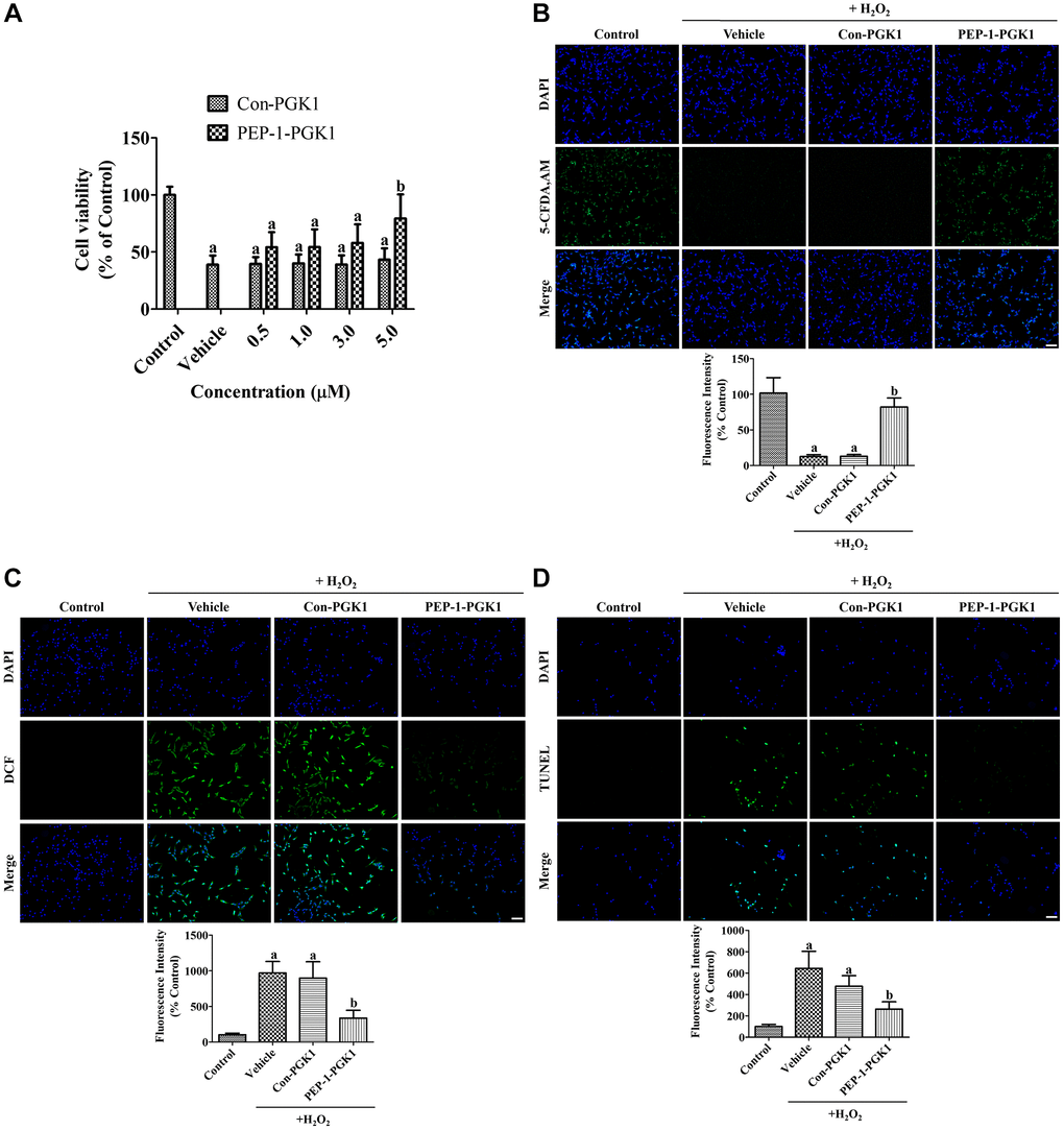 In vitro effects of Con-PGK1 and PEP-1-PGK1 on H2O2-induced oxidative stress in HT22 cells. (A) The optimal concentration of Con-PGK1 and PEP-1-PGK1 is assessed by measurements of cell viability using a water-soluble tetrazolium salt-1 assay 1 h after H2O2, Con-PGK1, or PEP-1-PGK1 treatment. (B) Survived cells, (C) ROS formation, and (D) DNA fragmentation are visualized by 5-CFDA AM, DCF, and TUNEL staining, respectively, 1 h after 200 μM H2O2, 5.0 μM Con-GPK1, or 5.0 μM PEP-1-PGK1 treatment. Scale bar = 50 μm. (B–D) The intensities of 5-CFDA AM-, DCF-, and TUNEL-stained structures were spectrophotometrically measured. (A–D) Data are analyzed by a one-way analysis of variance, followed by a Bonferroni’s post-hoc test (ap bp 