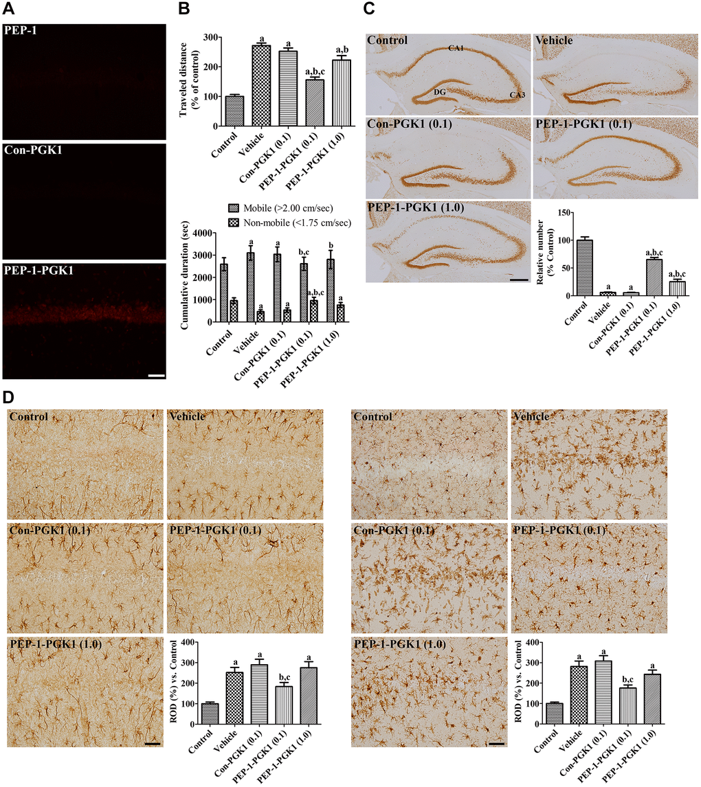 In vivo effects of Con-PGK1 and PEP-1-PGK1 on ischemia-induced damage in gerbils. (A) Immunohistochemical staining visualizes the delivery of proteins in the gerbil hippocampus. Scale bar = 50 μm. (B) Motor activities of gerbils are recorded, and the travel distance and time consumed 1 d after ischemia are reanalyzed. The travel distance is expressed as a percentile value versus the control group, and the time spent in mobile and non-mobile phases is also shown. (C) Surviving neurons are visualized by immunohistochemical staining for NeuN in the hippocampus 4 d after ischemia. NeuN-positive neurons are counted and demonstrated as a percentile value versus the control group. Scale bar = 400 μm. (D) GFAP-positive astrocytes and Iba-1-positive microglia are visualized in the hippocampal CA1 region 4 d after ischemia. Scale bar = 50 μm. Relative optical densities (ROD) are expressed as a percentage of the value of GFAP and Iba-1 immunoreactivity in the hippocampal CA1 region of the control group per section, respectively. (B–D) Data are analyzed by a one-way analysis of variance, followed by a Bonferroni’s post-hoc test (n = 6 per group; ap bp cp 